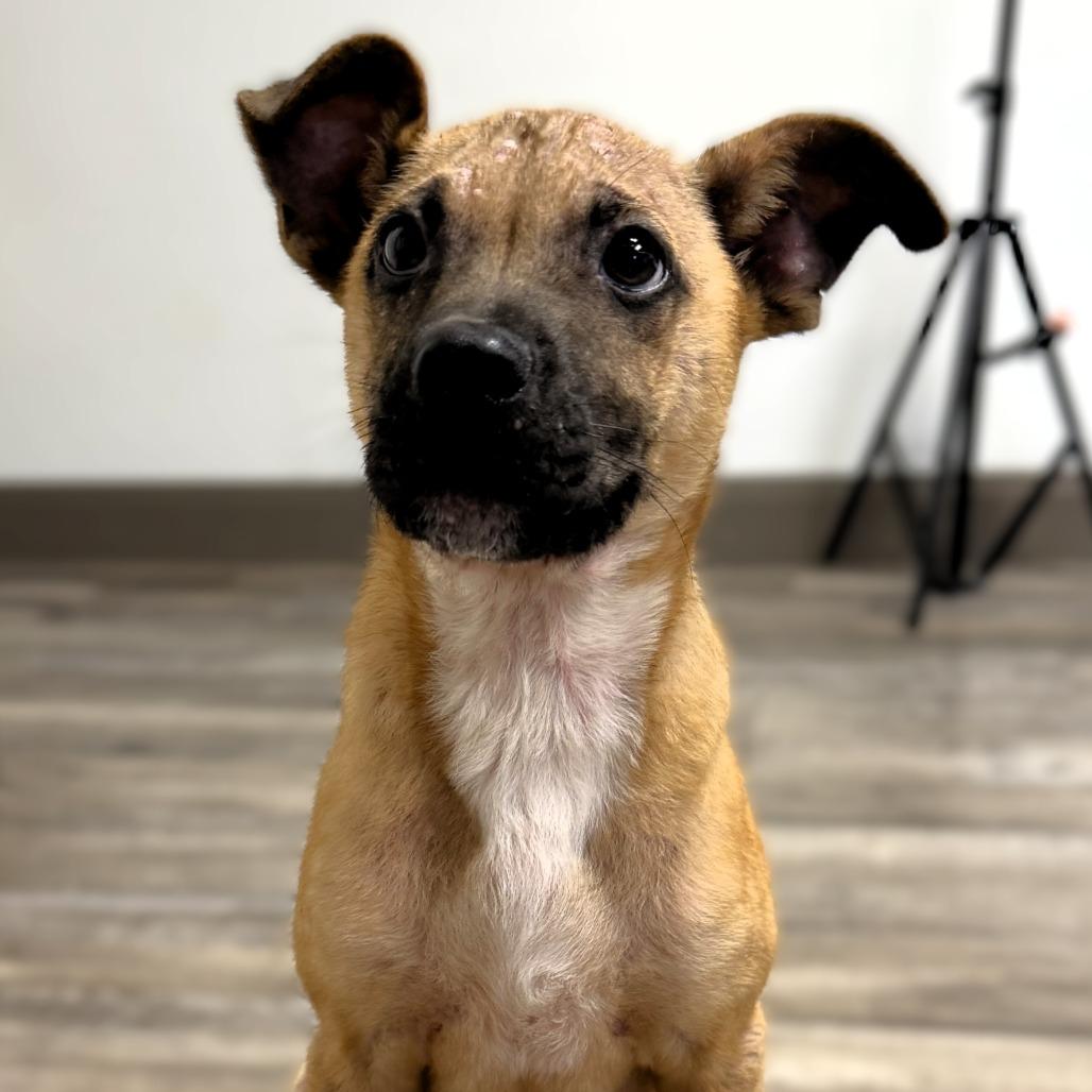 Enlarge Orville, a Adoptable mixed breed in Leander, TX image 5/5