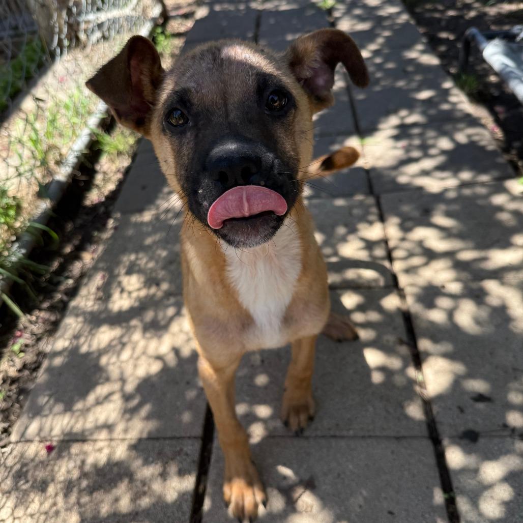 Enlarge Orville, a Adoptable mixed breed in Leander, TX image 3/5