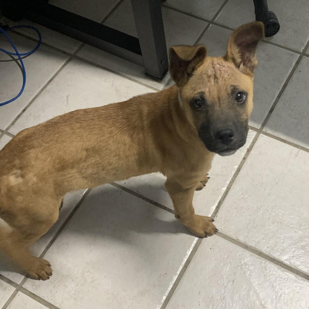 Enlarge Orville, a Adoptable mixed breed in Leander, TX image 4/5