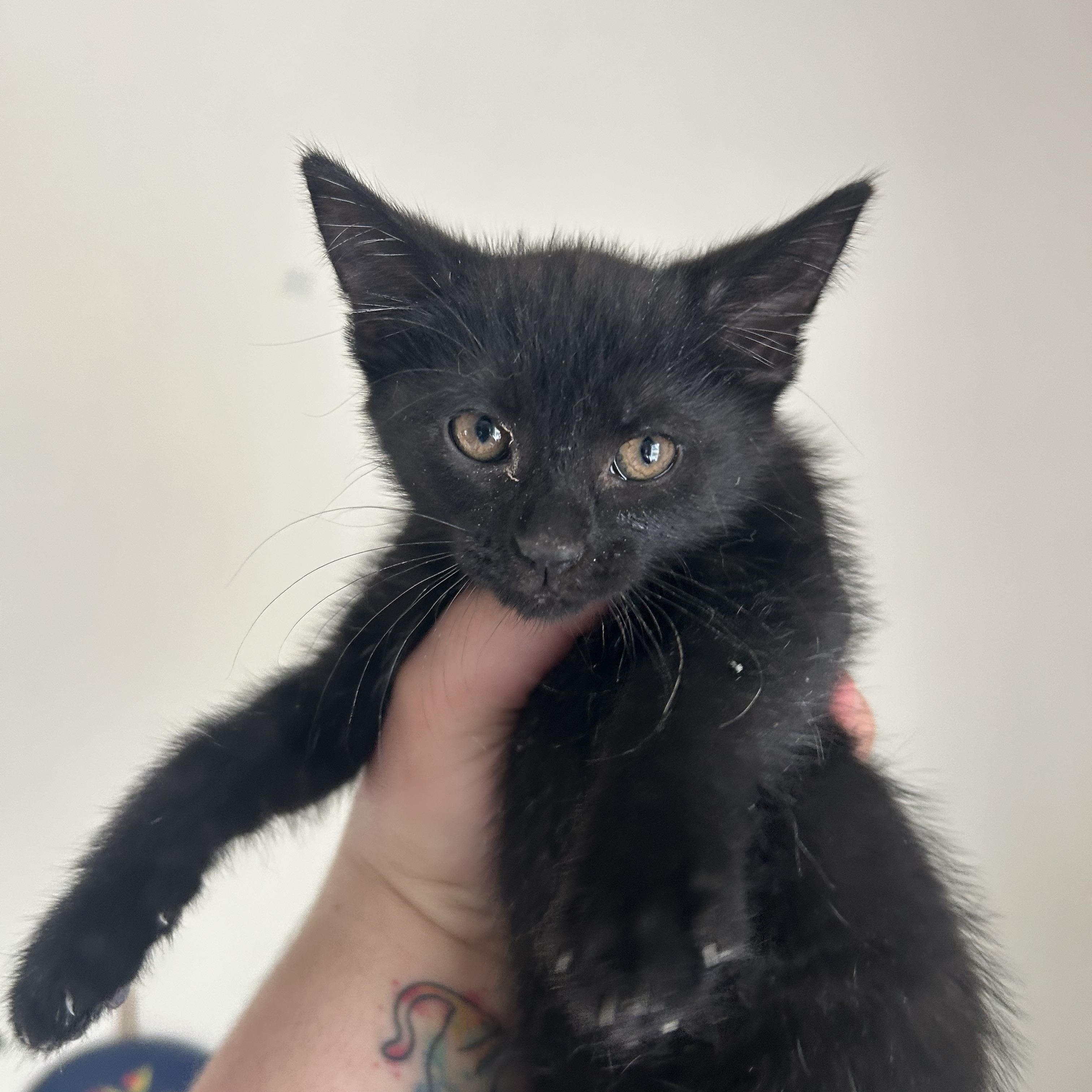 Enlarge Thelma, an adopted mixed breed in Parma, OH image 1/1