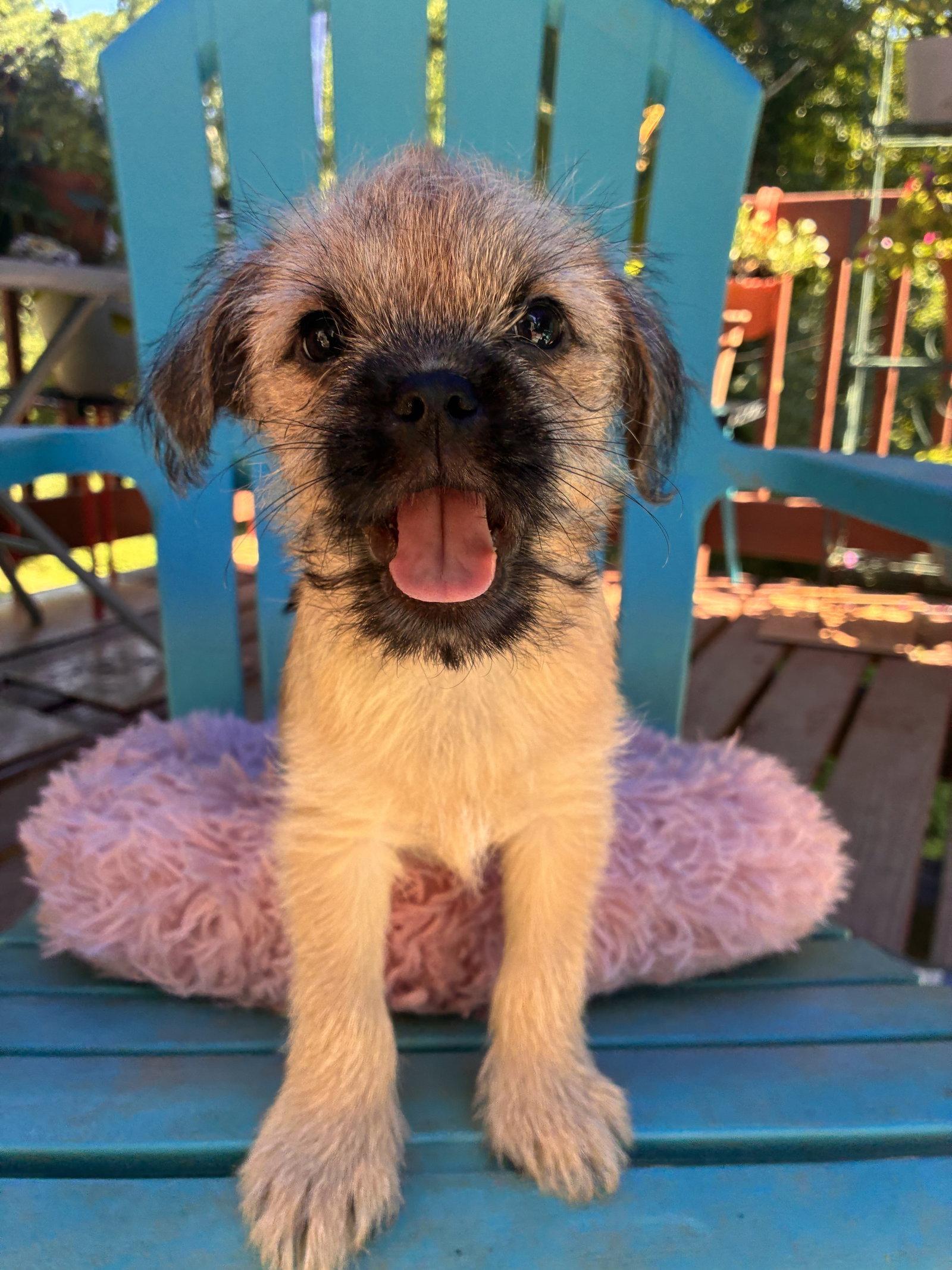 Violet - A Bridget Pup - In Foster in Raleigh, NC, Adopted, Puppy Female Terrier & Pug.