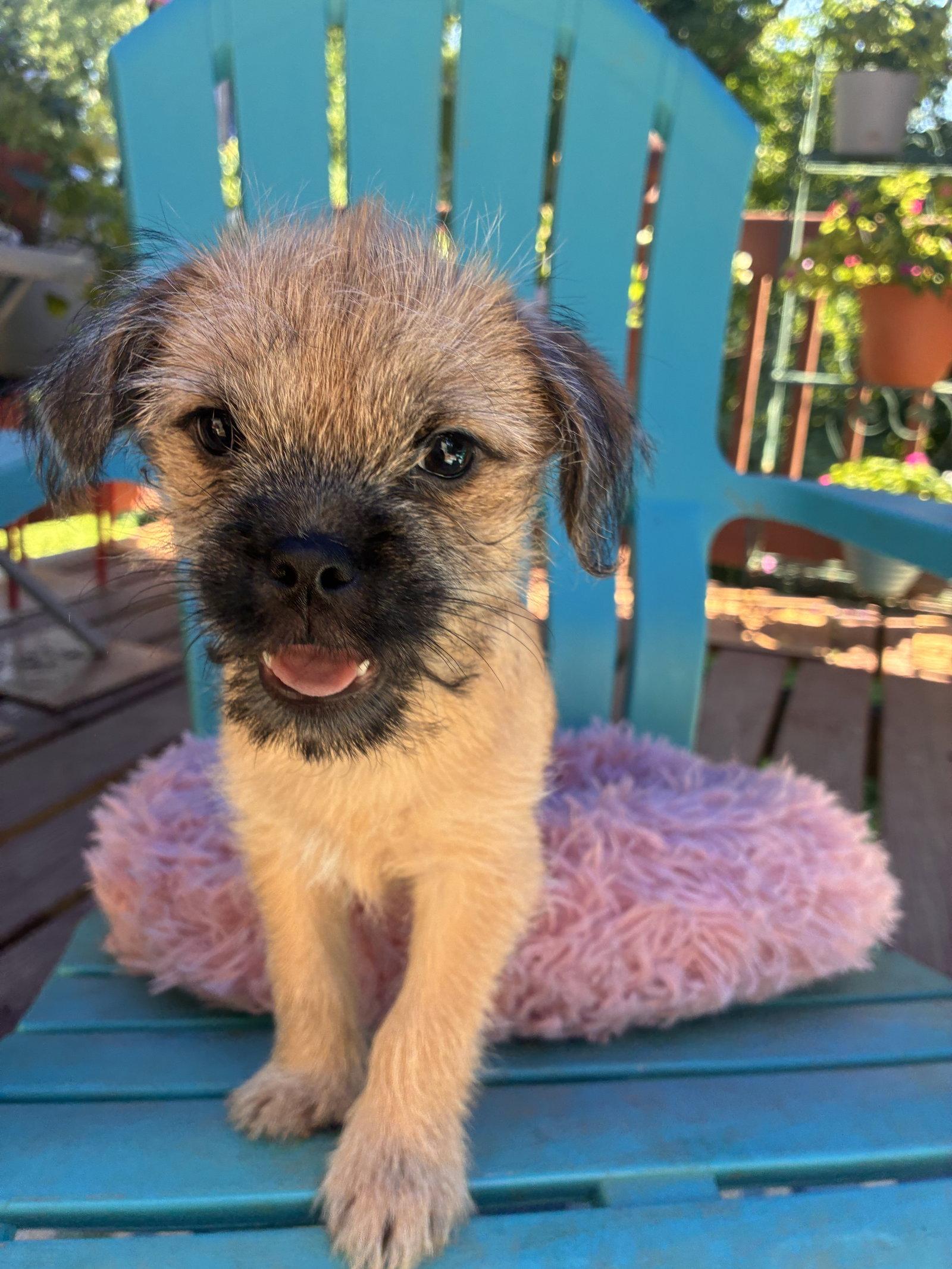 Enlarge Violet - A Bridget Pup - In Foster in Raleigh, NC, a Adopted mixed breed in Pacolet, SC image 3/3