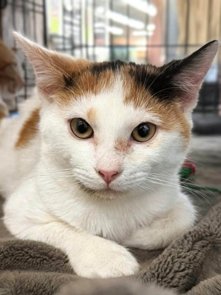 Fionna, Adoptable, Young Female Domestic Short Hair.