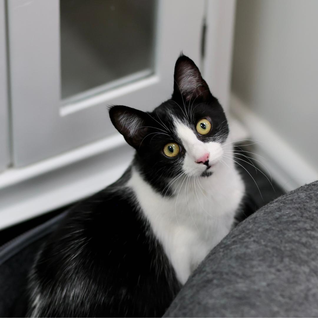 Talia, ADOPTABLE, Kitten Female Domestic Short Hair.