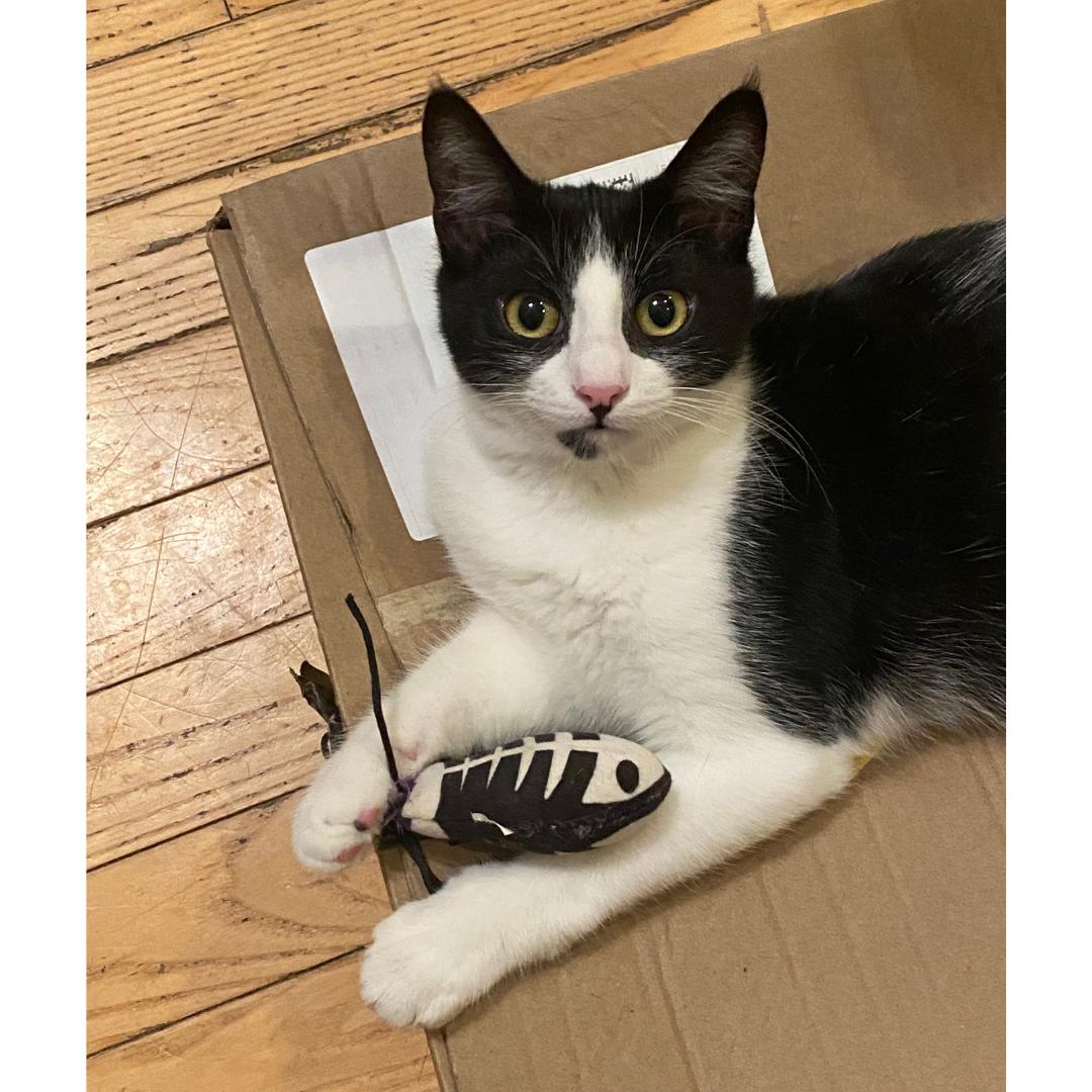 Enlarge Talia, a ADOPTABLE Domestic Short Hair in Morgan Hill, CA image 5/6