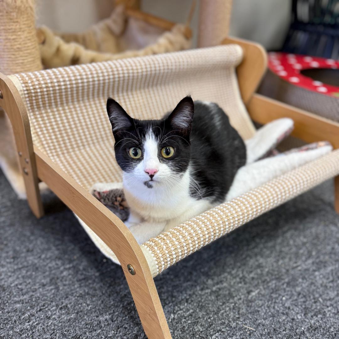 Enlarge Talia, a ADOPTABLE Domestic Short Hair in Morgan Hill, CA image 3/6