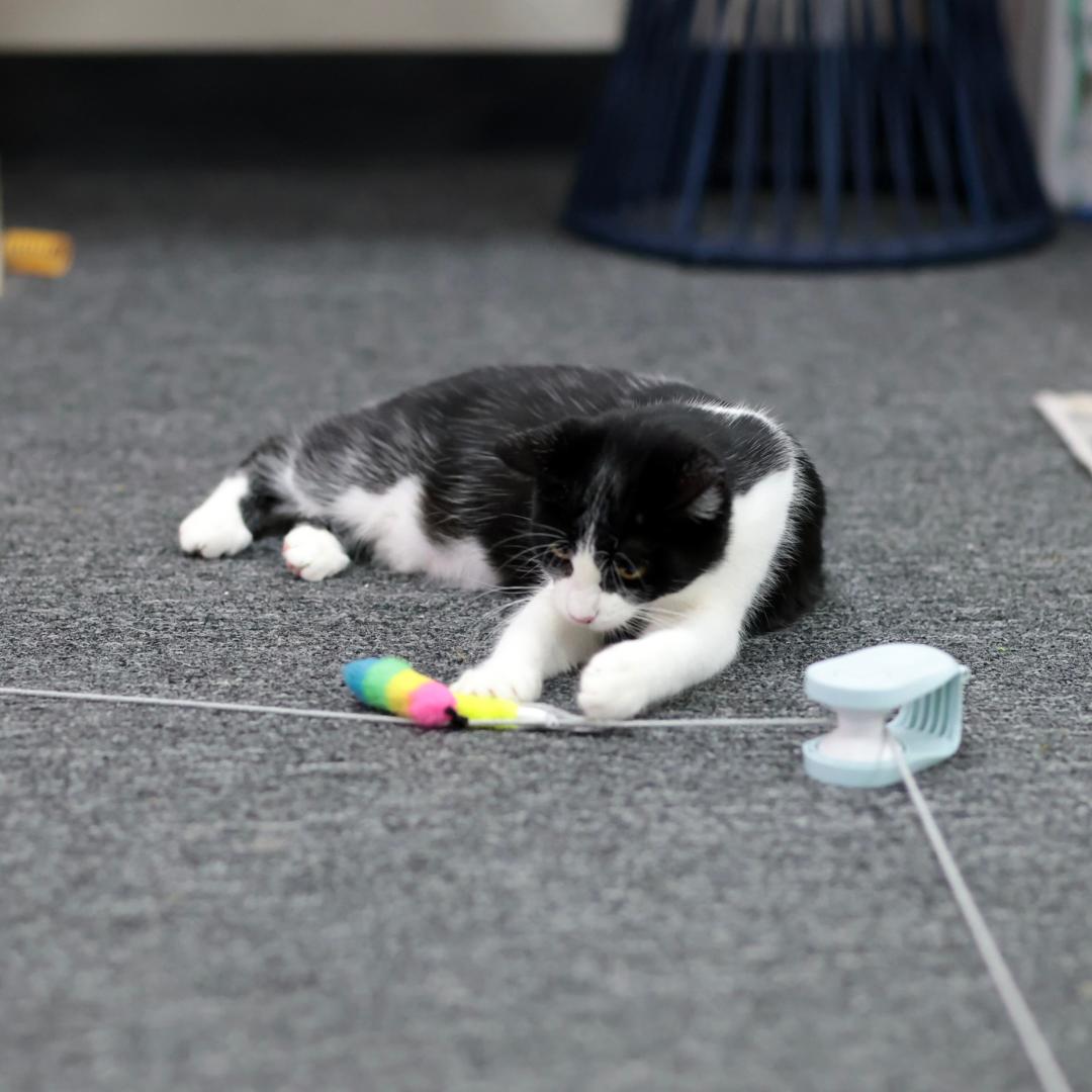 Enlarge Talia, a ADOPTABLE Domestic Short Hair in Morgan Hill, CA image 2/6