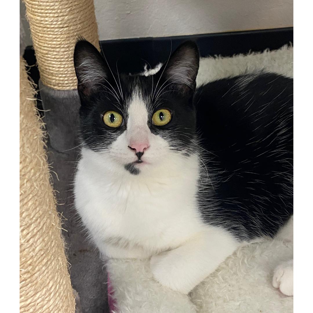 Enlarge Talia, a ADOPTABLE Domestic Short Hair in Morgan Hill, CA image 6/6