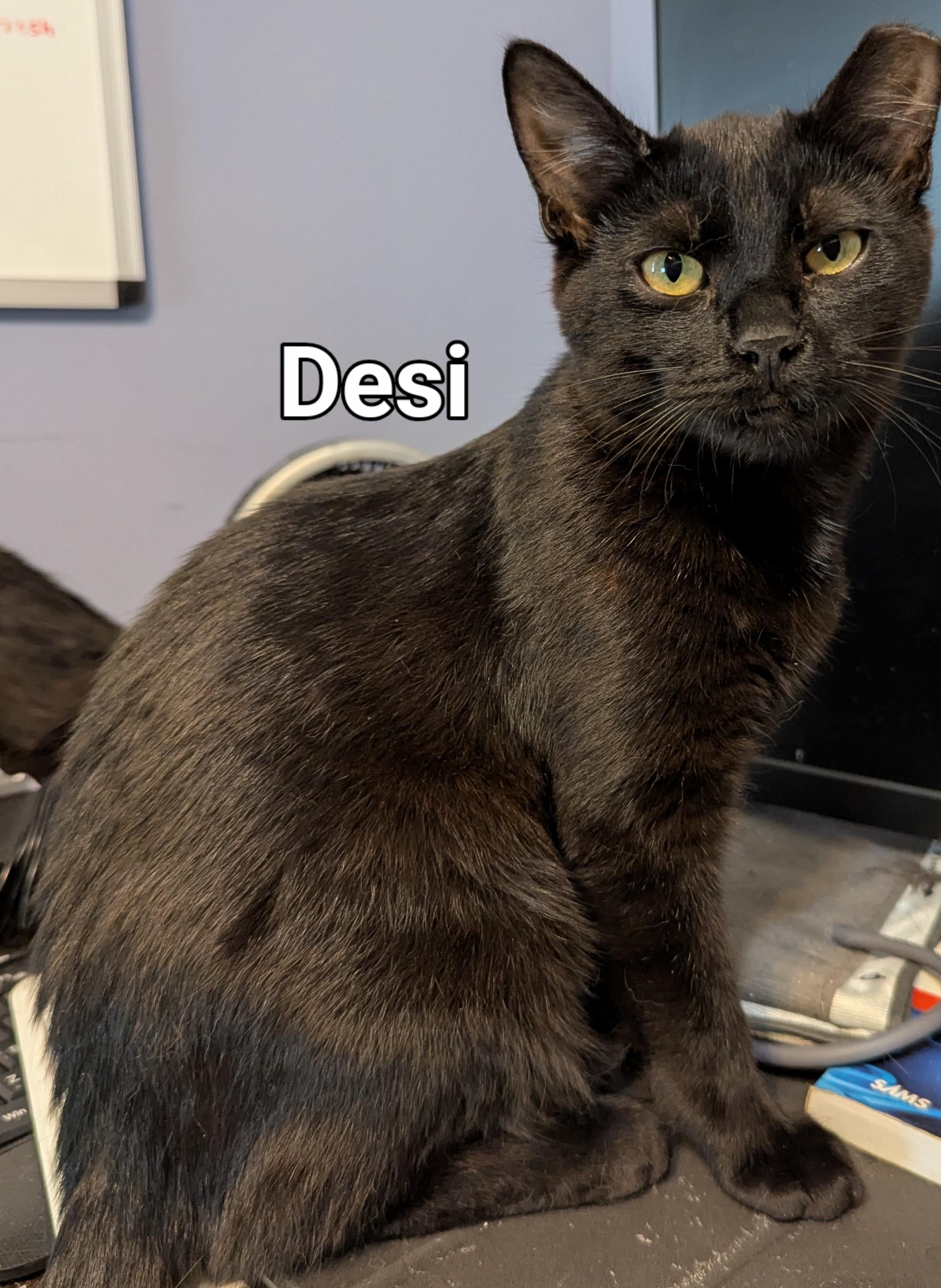 Enlarge Desi, a Adoptable Domestic Short Hair in Lincoln, NE image 1/1