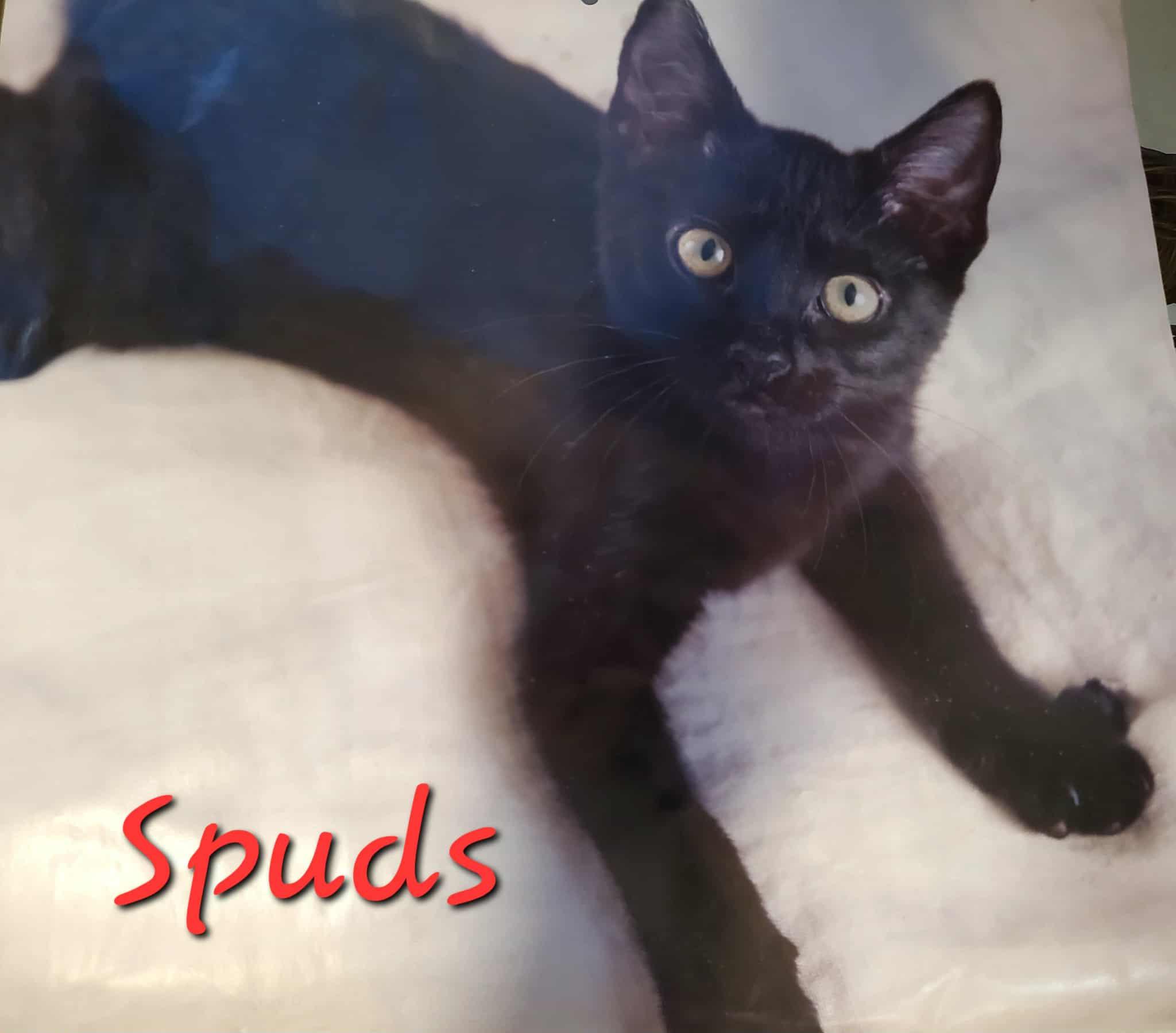 Spuds =^.^=
