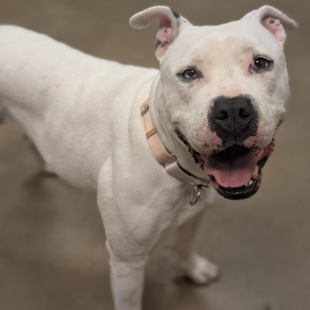 Enlarge Paris, a Adoptable Pit Bull Terrier in Baltimore, MD image 1/3