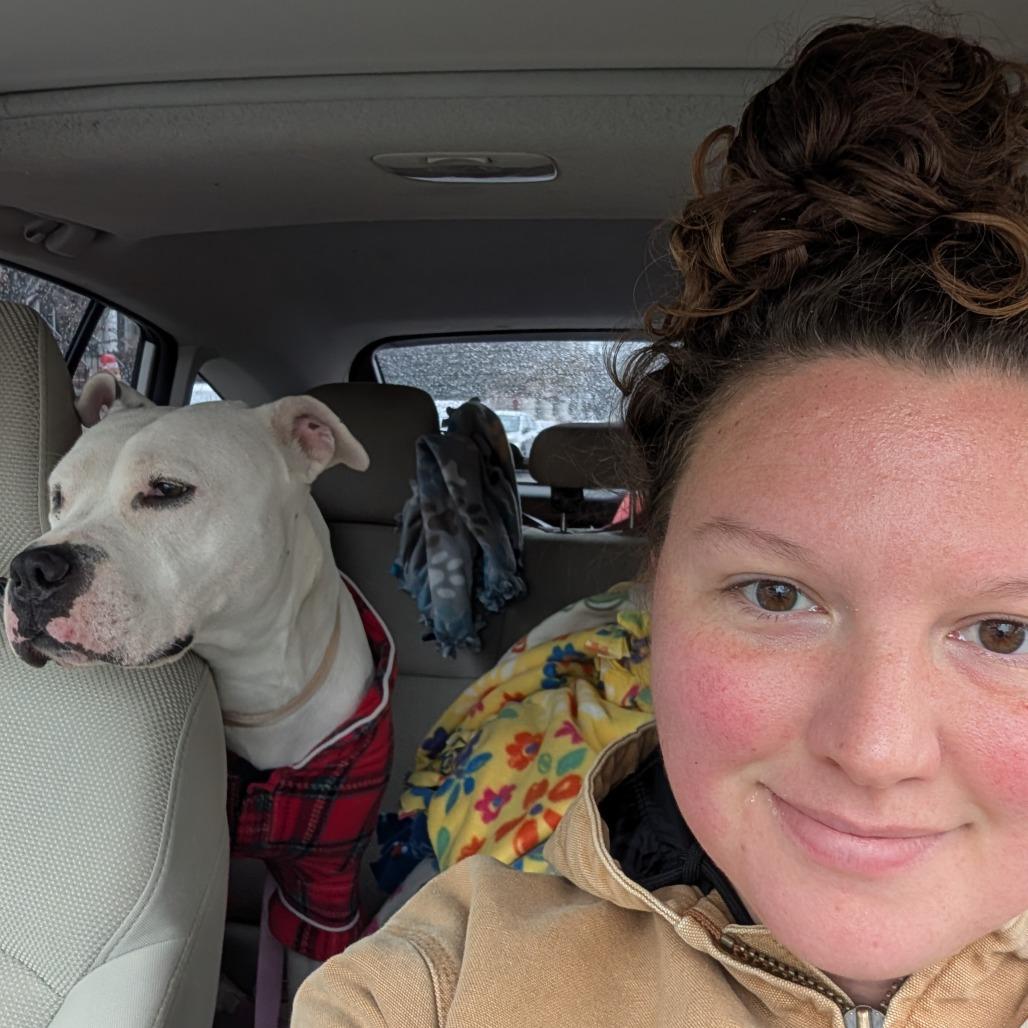 Enlarge Paris, a Adoptable Pit Bull Terrier in Baltimore, MD image 2/3