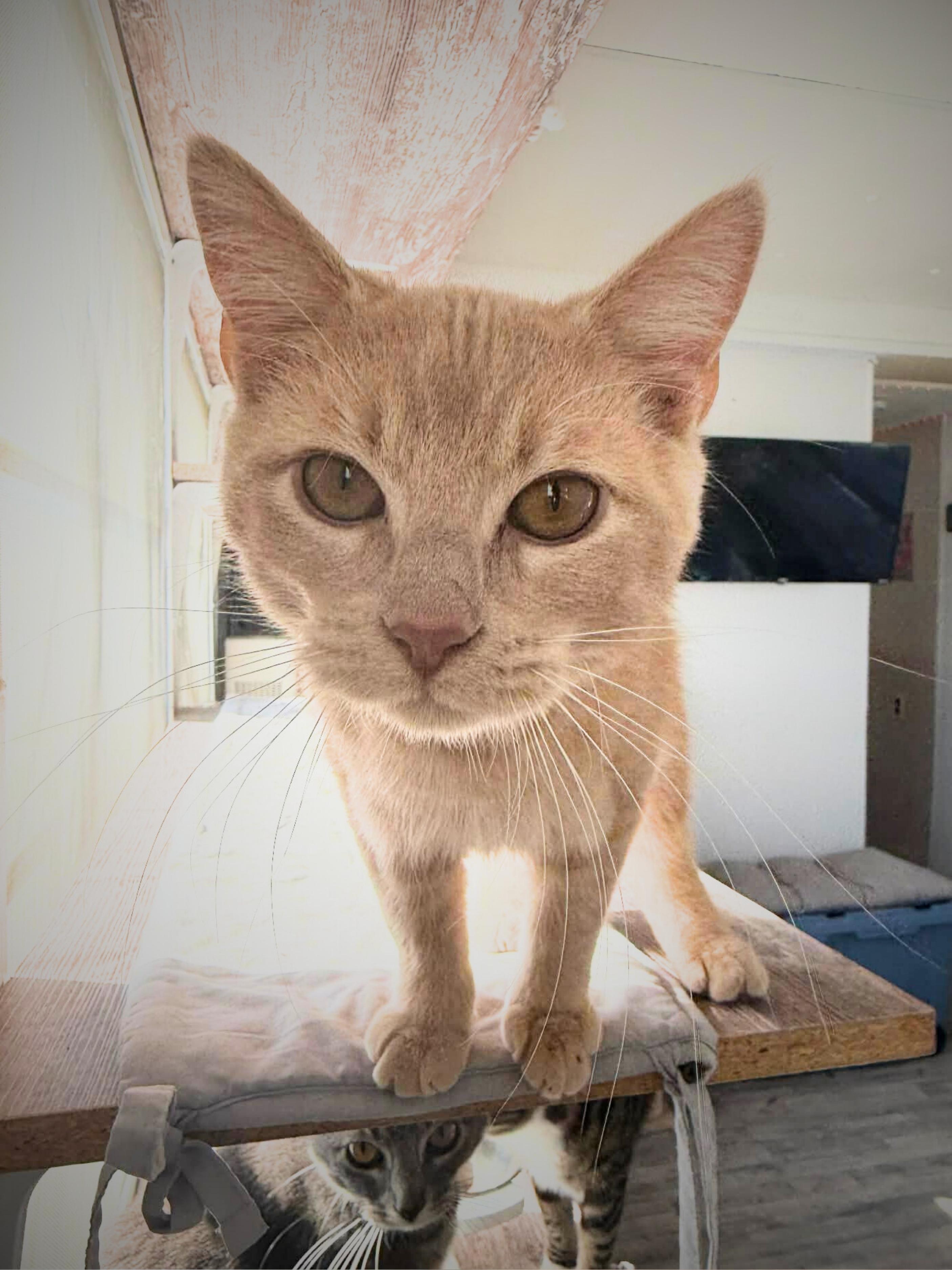 Cookie | Young | Domestic Shorthair, a ADOPTABLE Domestic Short Hair in Royalton, IL image 1/6