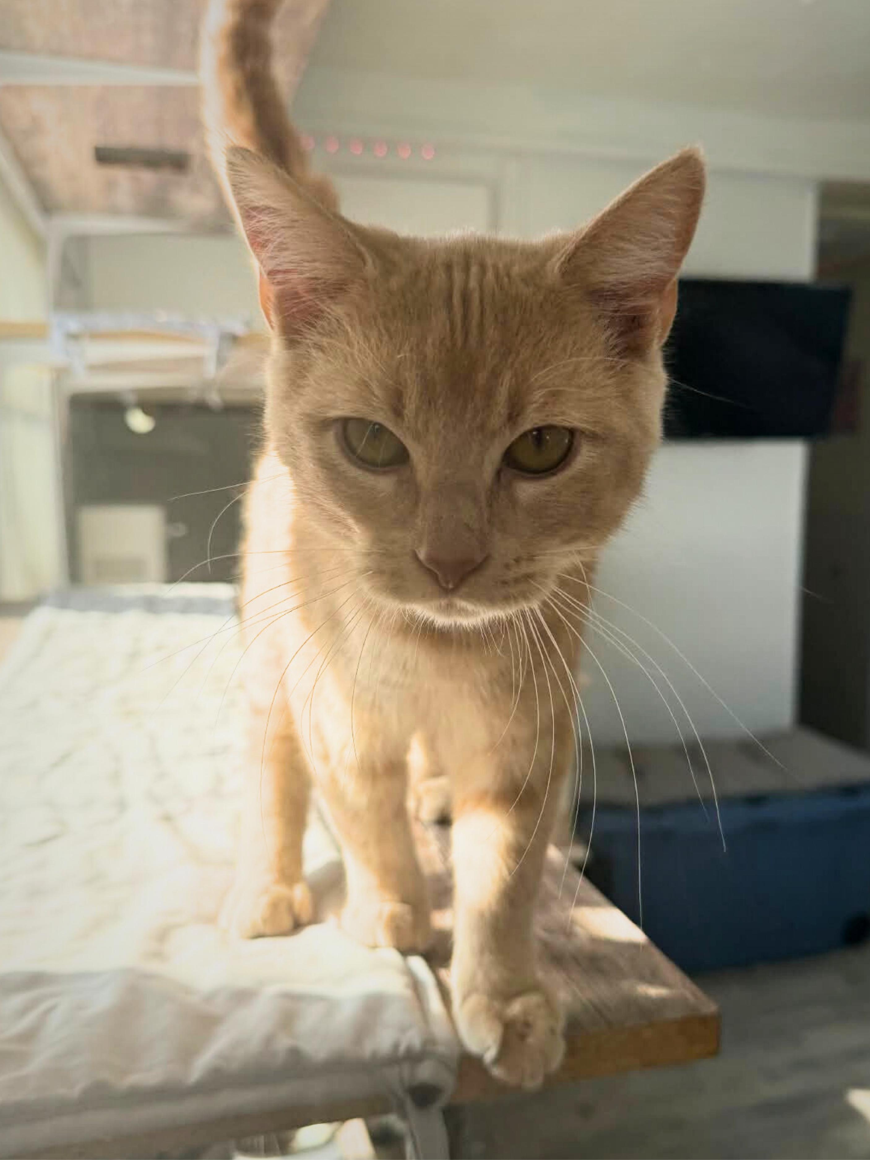 Cookie | Young | Domestic Shorthair, a ADOPTABLE Domestic Short Hair in Royalton, IL image 5/6