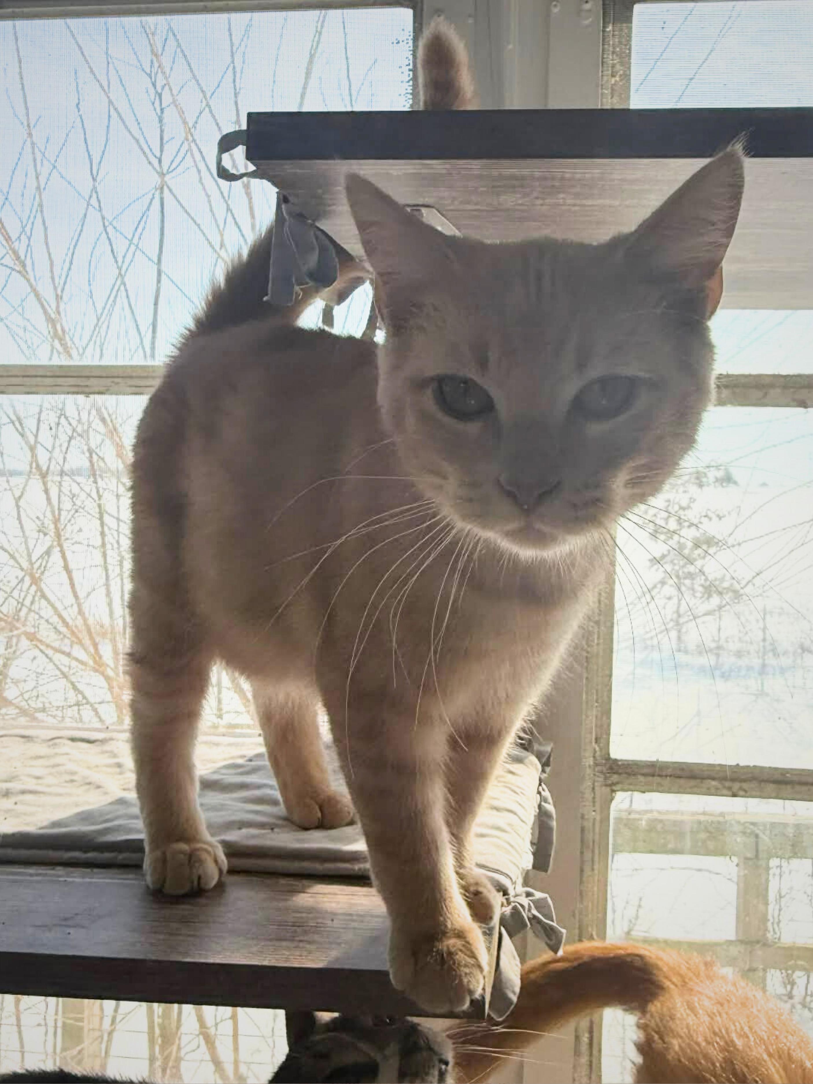 Cookie | Young | Domestic Shorthair, a ADOPTABLE Domestic Short Hair in Royalton, IL image 3/6