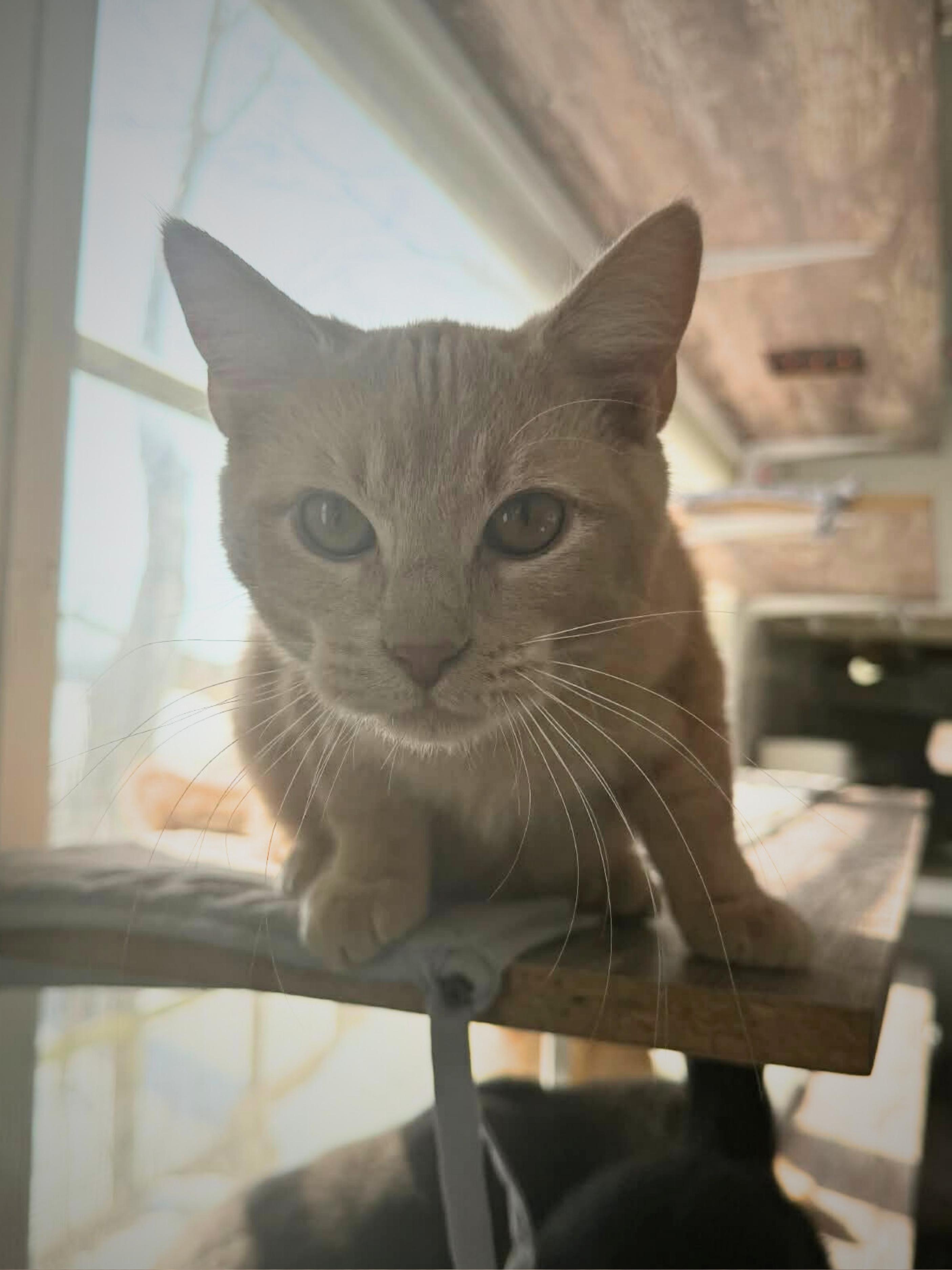 Cookie | Young | Domestic Shorthair, a ADOPTABLE Domestic Short Hair in Royalton, IL image 6/6