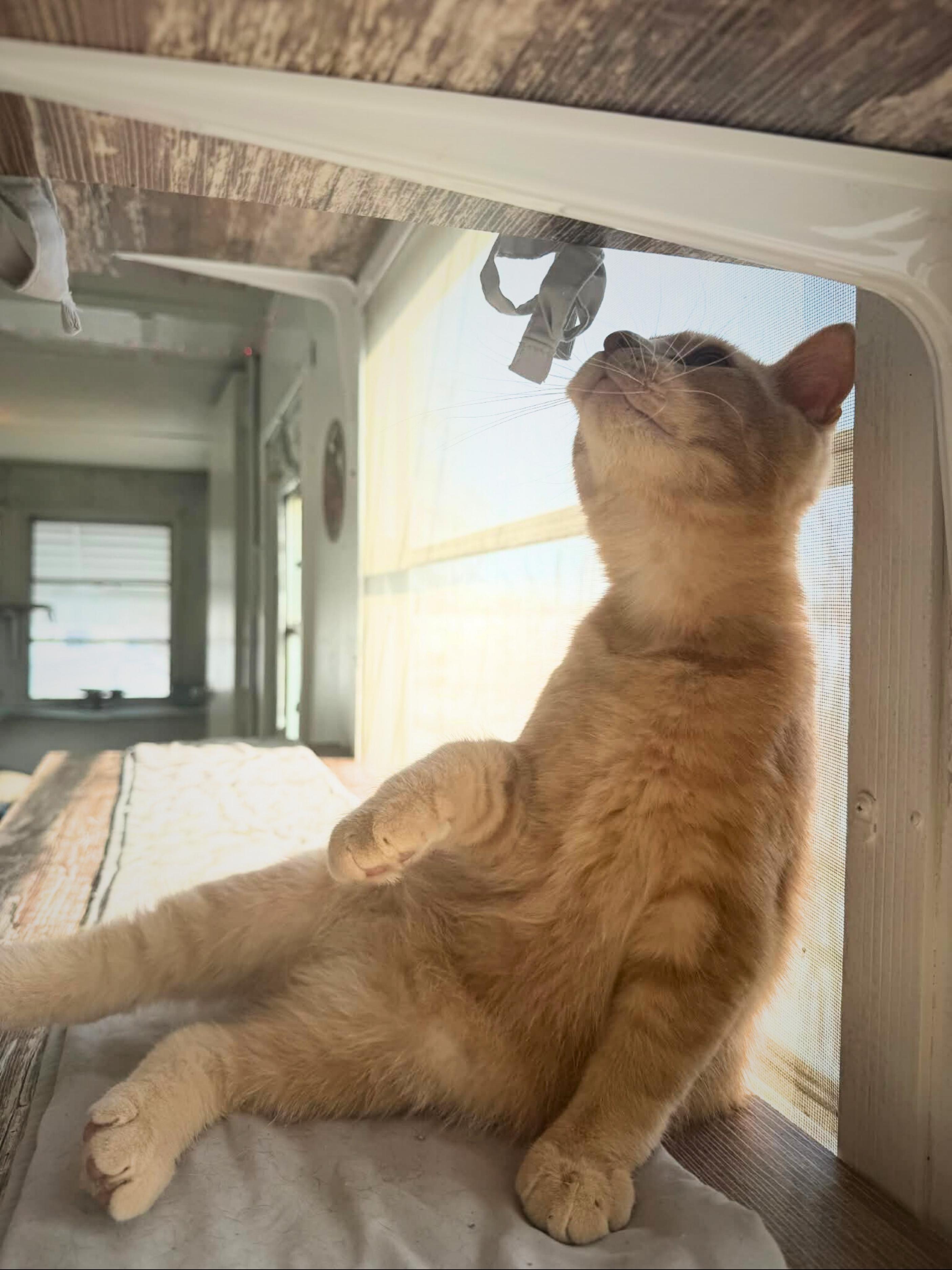 Cookie | Young | Domestic Shorthair, a ADOPTABLE Domestic Short Hair in Royalton, IL image 4/6