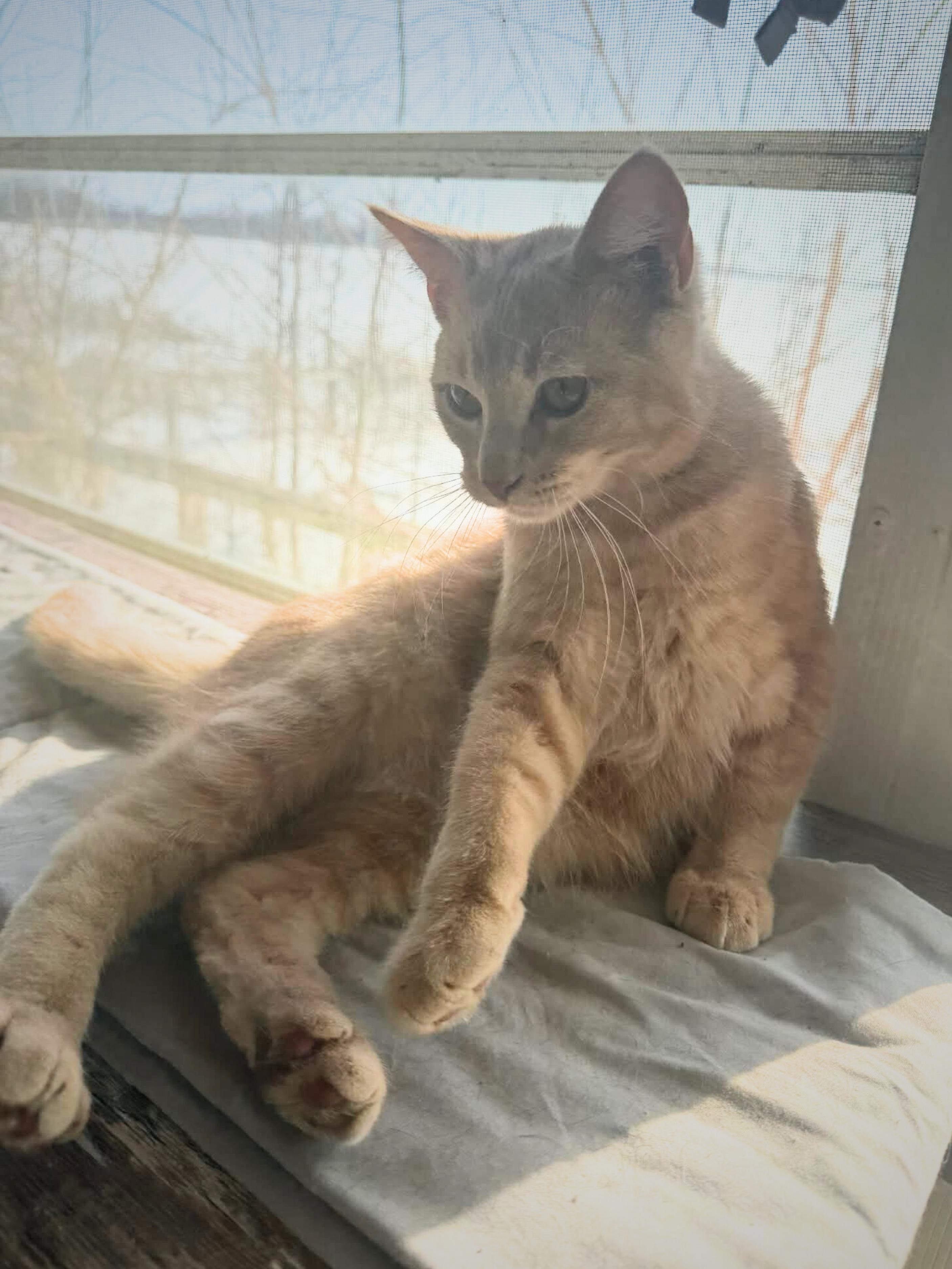 Cookie | Young | Domestic Shorthair, a ADOPTABLE Domestic Short Hair in Royalton, IL image 2/6