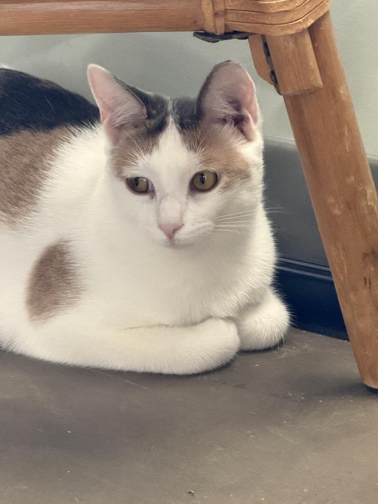 Enlarge Judith-must go with a friend, a Adoptable Domestic Short Hair in Cary, NC image 1/1