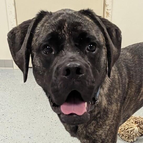 Ryah, Adoptable, Adult Female Mastiff & Mixed Breed.