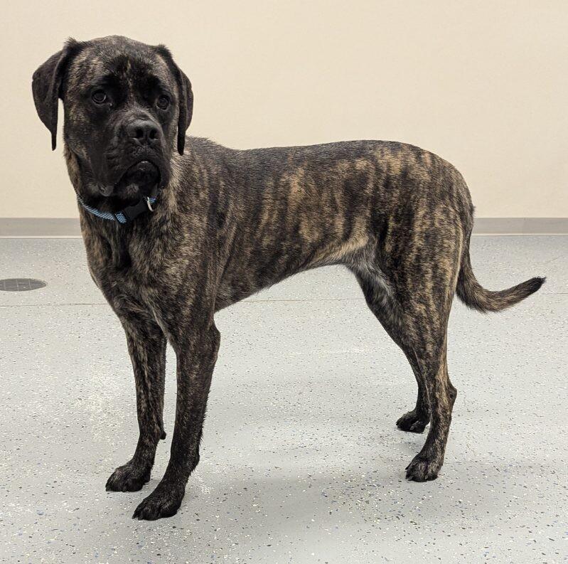 Enlarge Ryah, a Adoptable mixed breed in Yankton, SD image 2/5