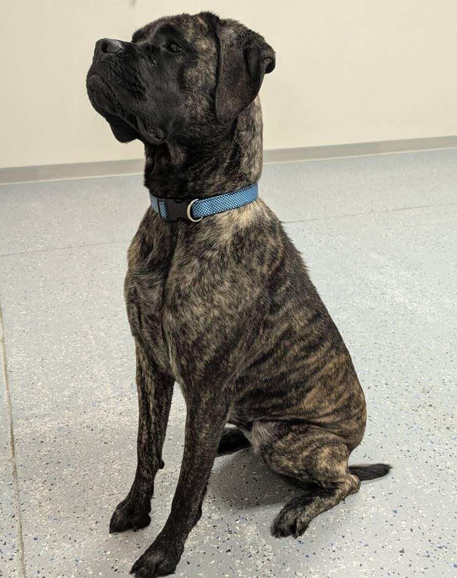 Enlarge Ryah, a Adoptable mixed breed in Yankton, SD image 3/5