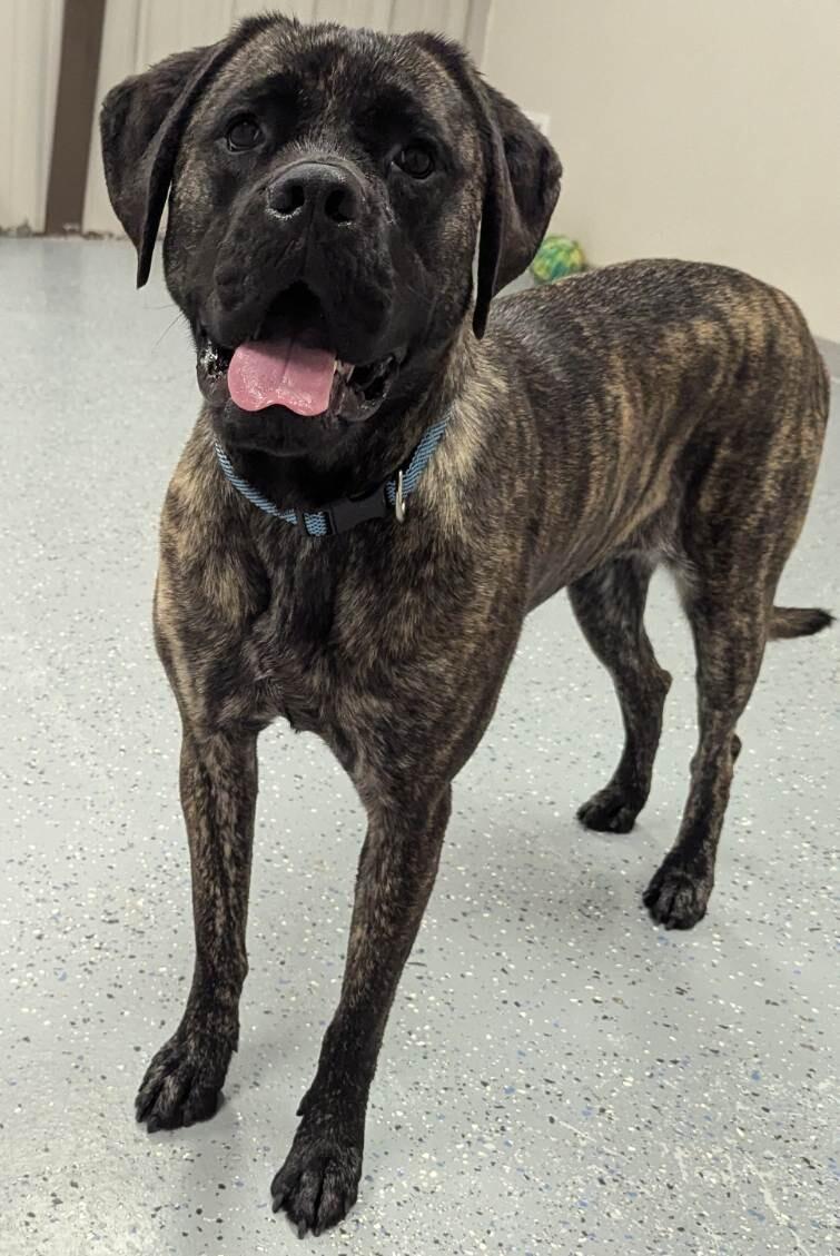 Enlarge Ryah, a Adoptable mixed breed in Yankton, SD image 4/5