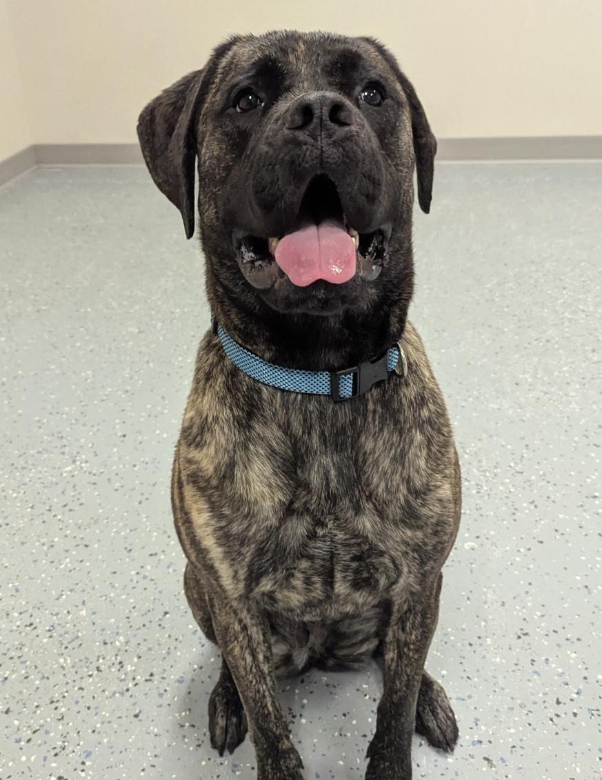 Enlarge Ryah, a Adoptable mixed breed in Yankton, SD image 5/5