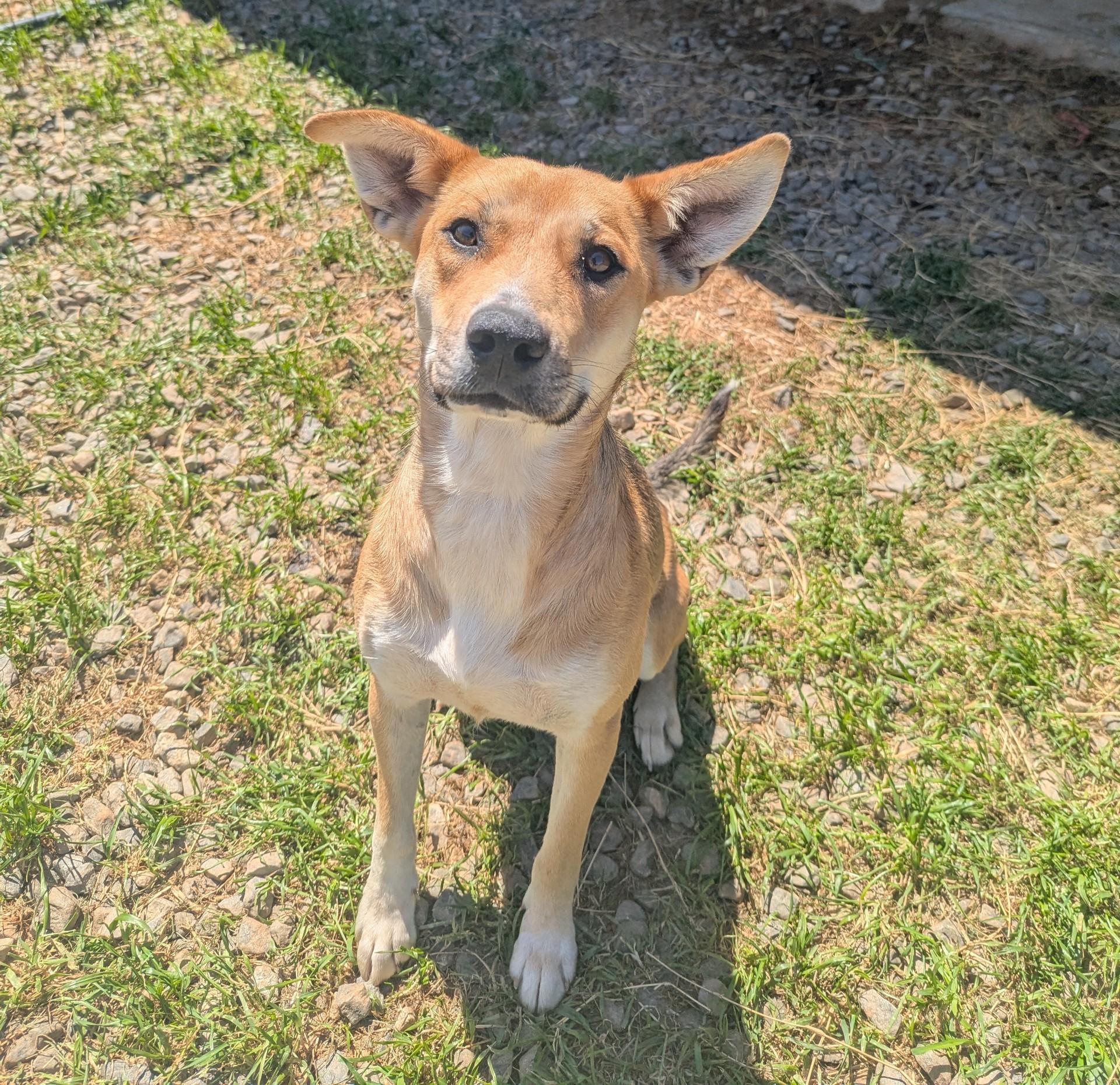 Angel, ADOPTABLE, Adult Female German Shepherd Dog & Labrador Retriever.