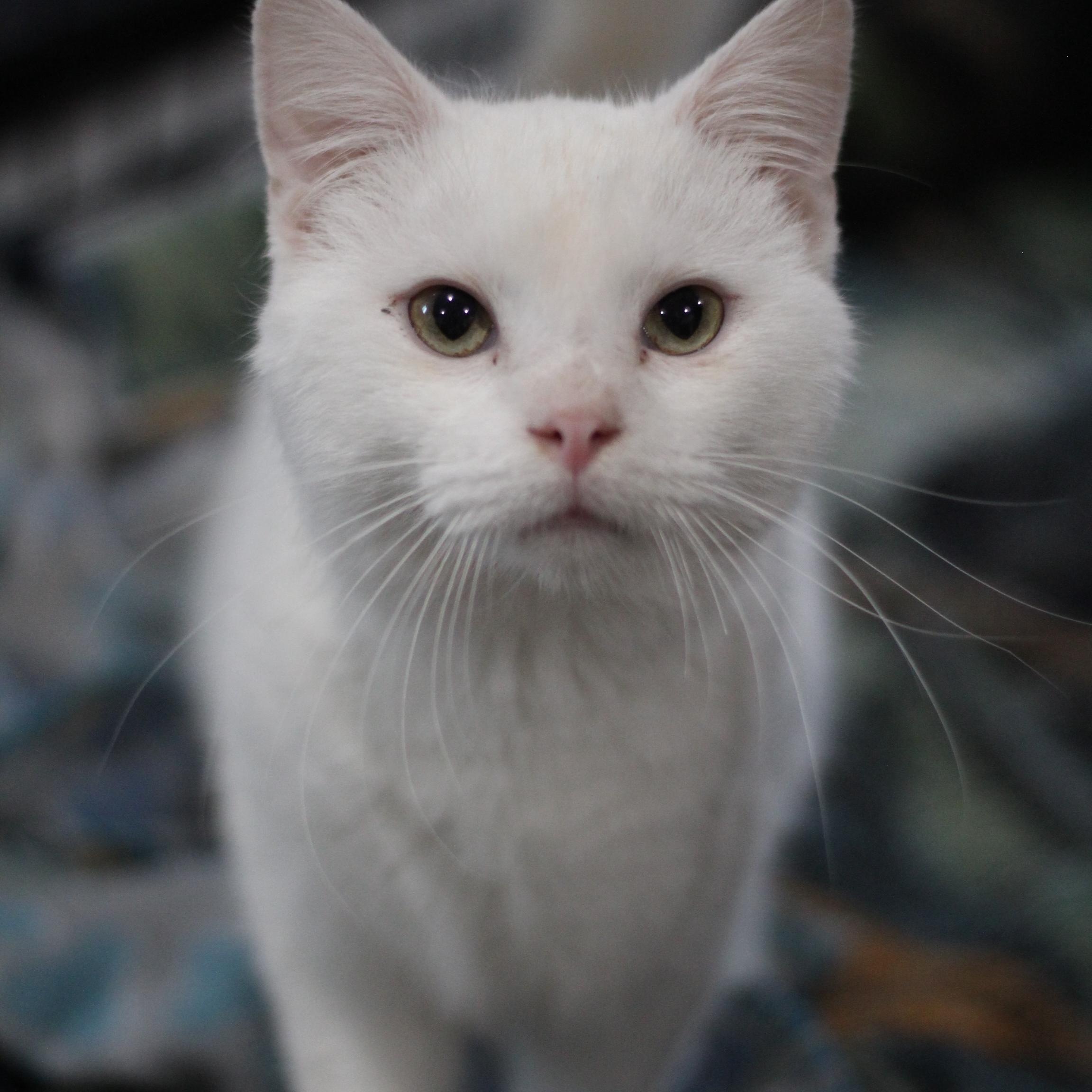 Mr. Bigglesworth, adopted, Adult Male Domestic Short Hair.