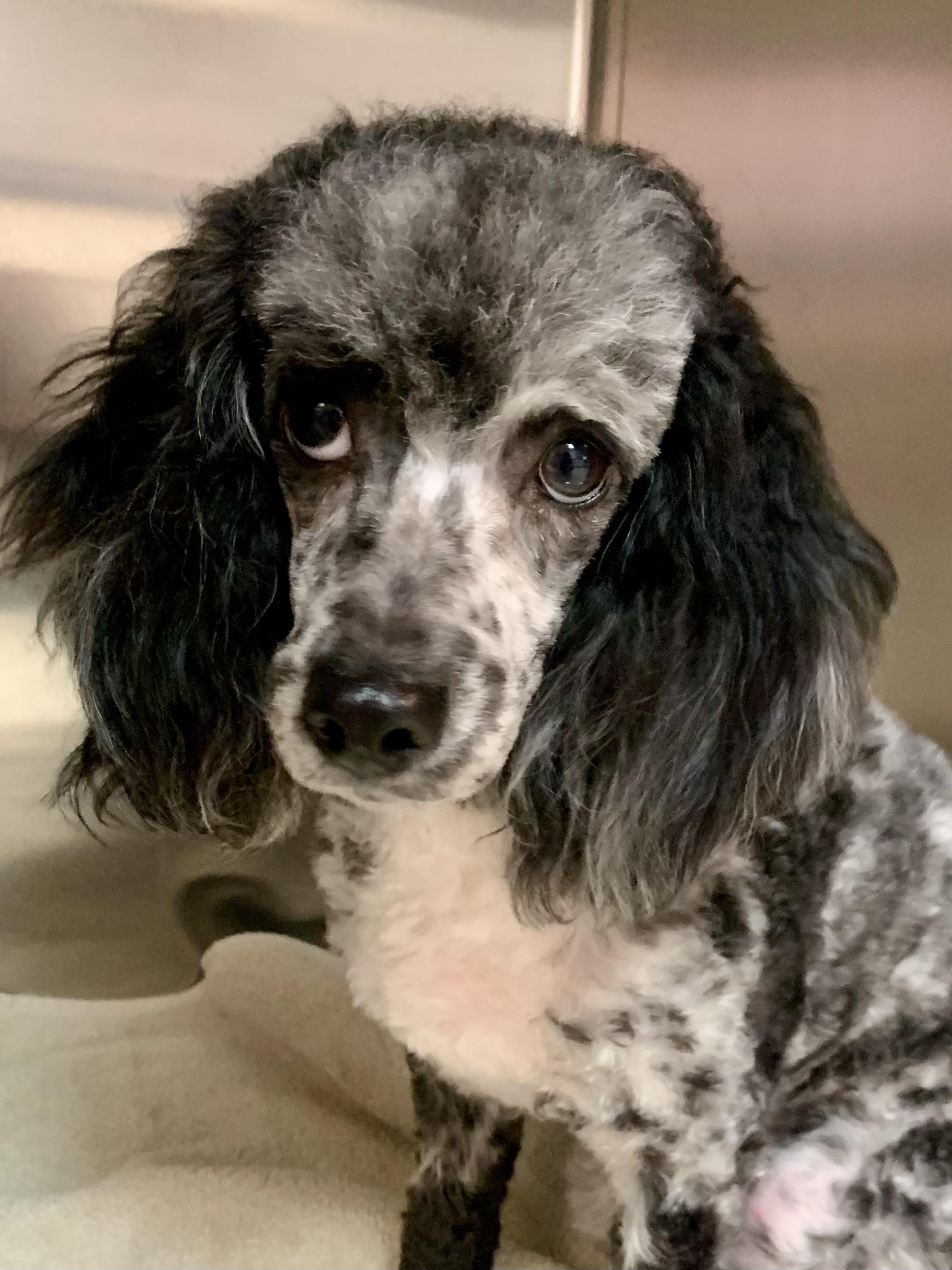Truffles , ADOPTABLE, Young Female Poodle.