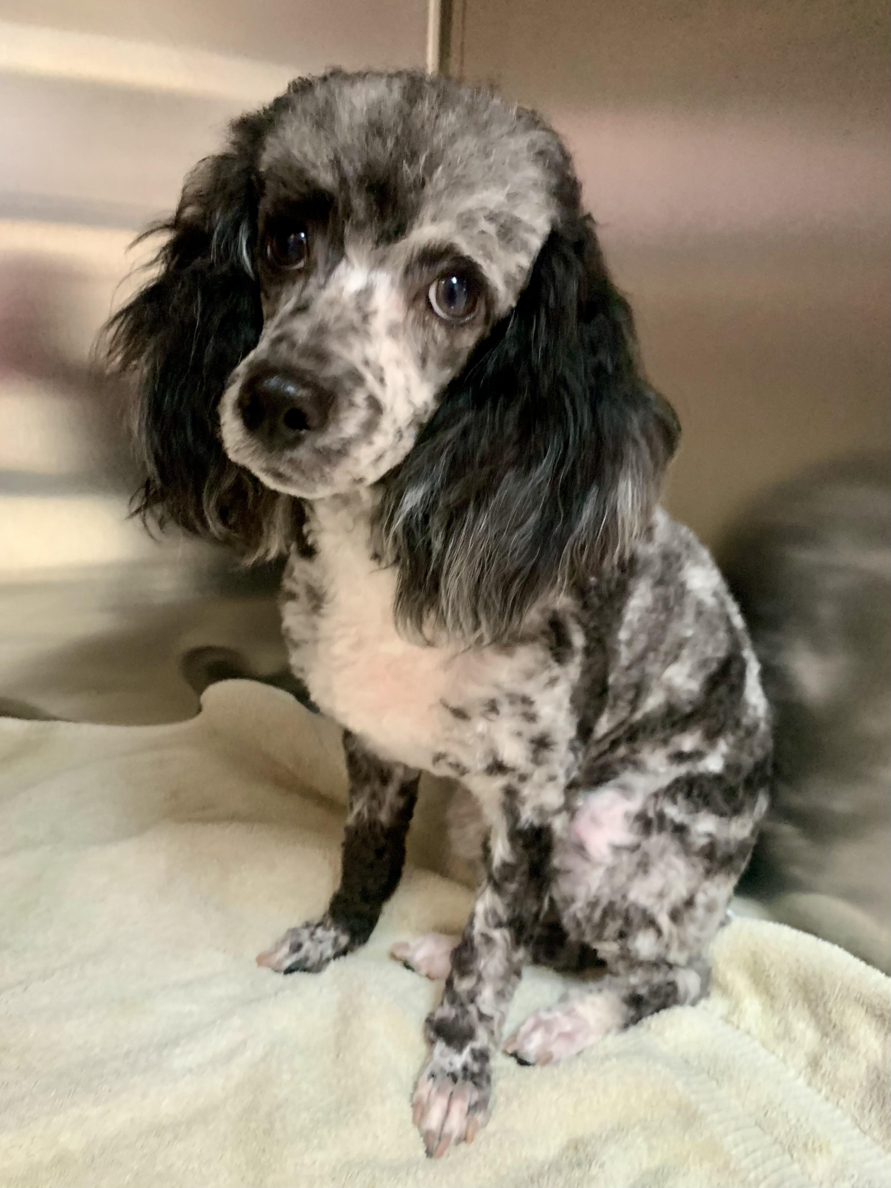 Enlarge Truffles , a ADOPTABLE Poodle in Richmond, VA image 2/4