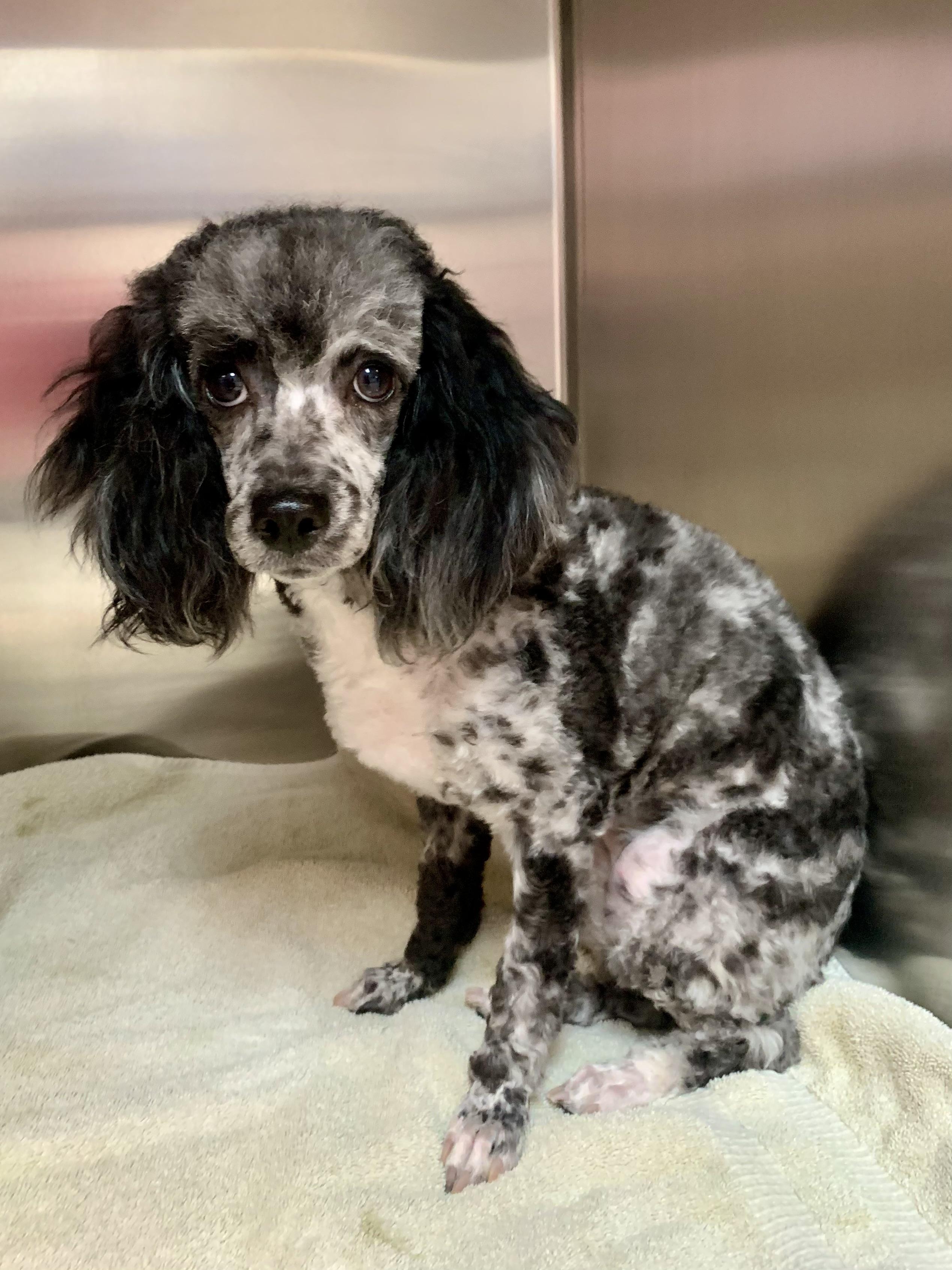 Enlarge Truffles , a ADOPTABLE Poodle in Richmond, VA image 4/4