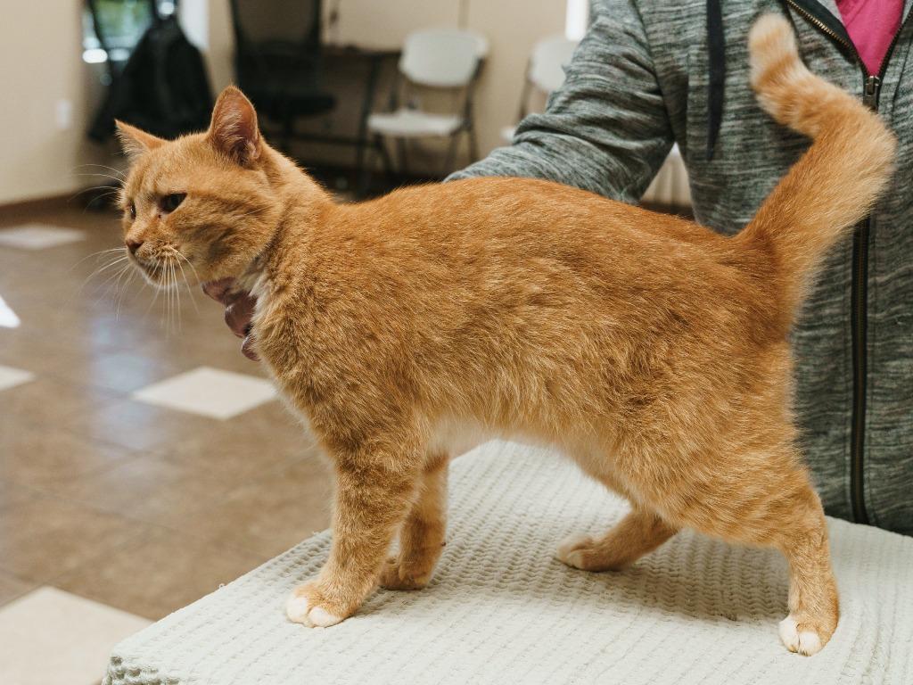 Sunshine Kitten, Adoptable, Young Male Domestic Short Hair.