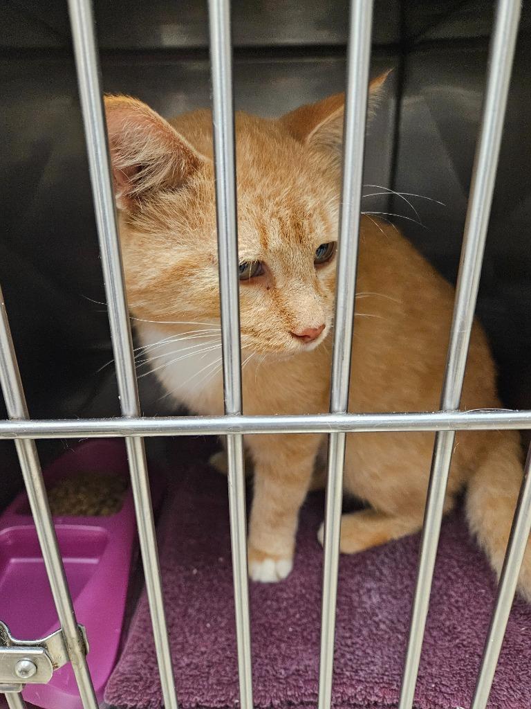 Enlarge Sunshine Kitten, a Adoptable mixed breed in Mocksville, NC image 1/1