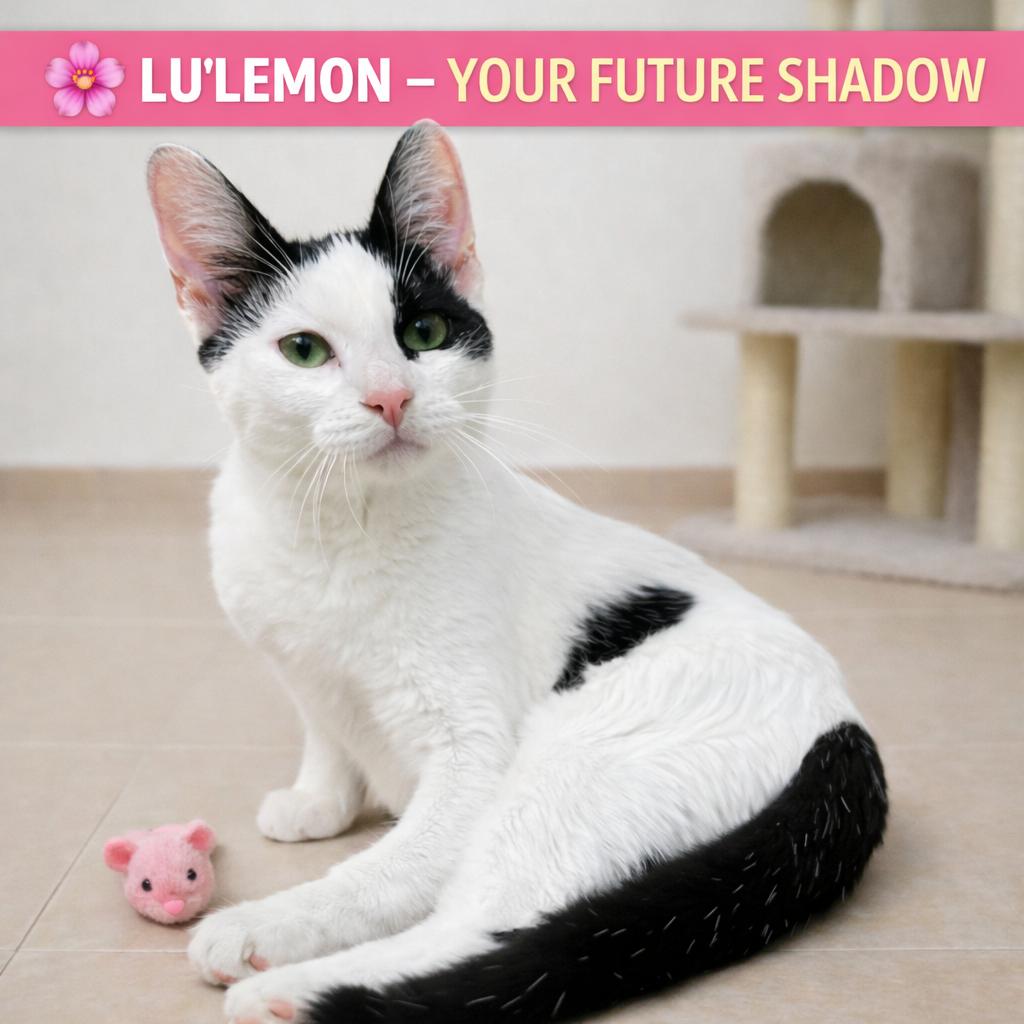 Enlarge Lu'lemon-Your Future Little Shadow, a Adoptable Tuxedo in Hillsboro, TX image 2/5