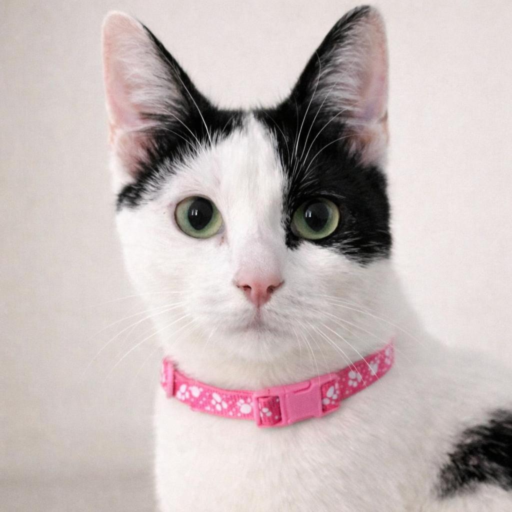 Enlarge Lu'lemon-Your Future Little Shadow, a Adoptable Tuxedo in Hillsboro, TX image 1/5