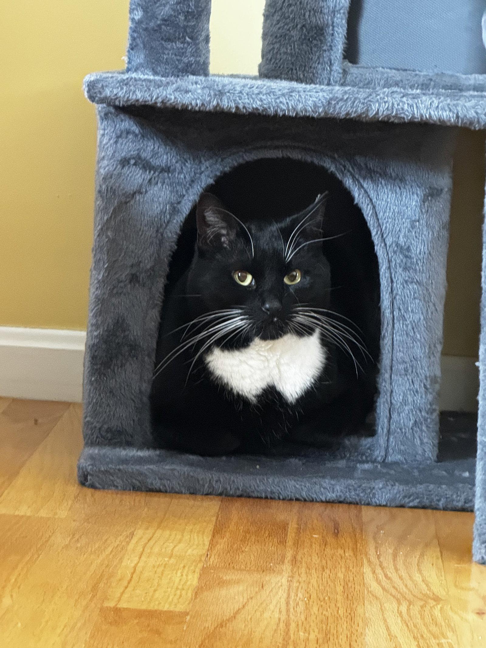 Salazar, a Adopted Domestic Short Hair in Somerville, MA image 2/3
