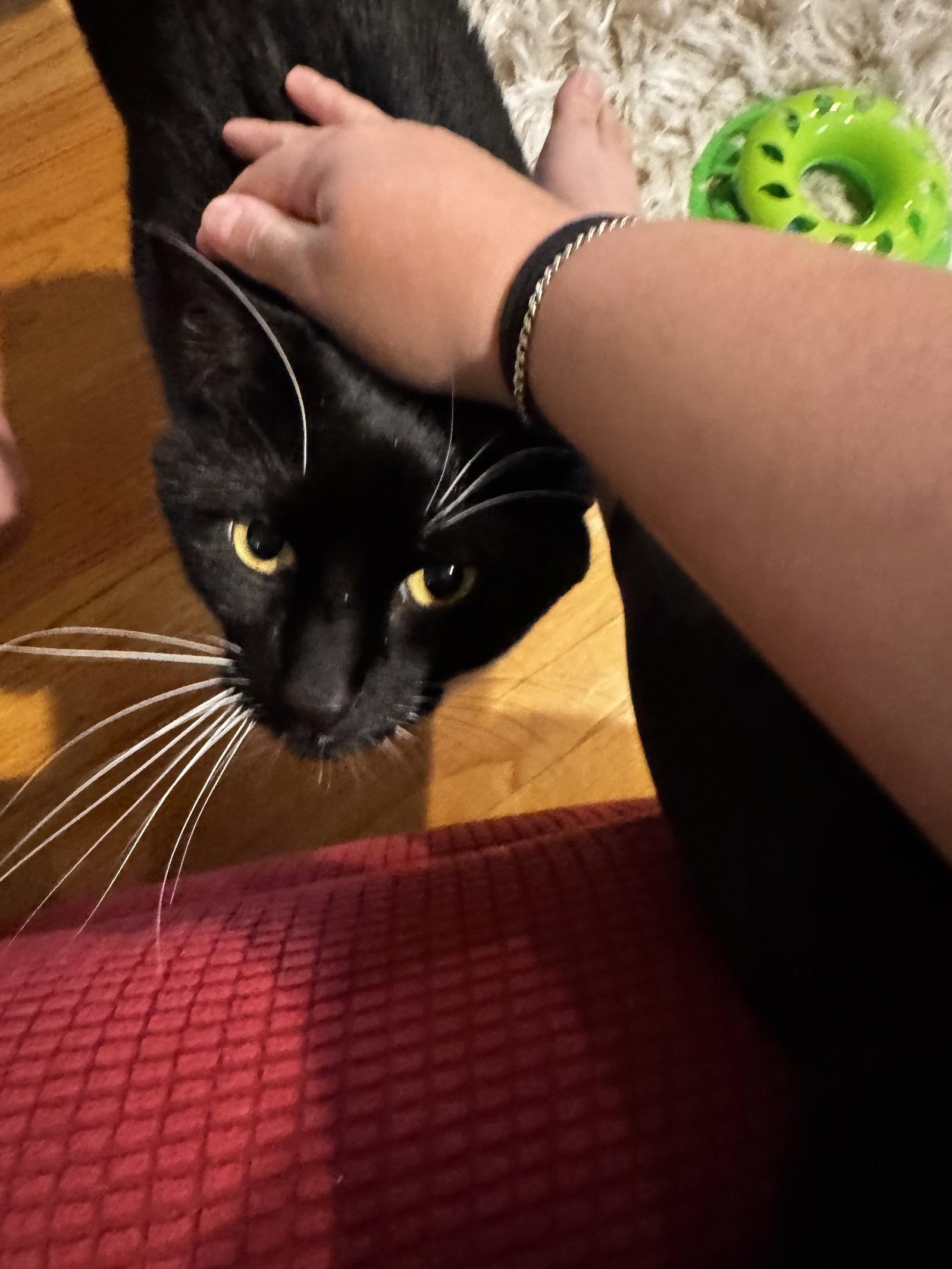 Salazar, a Adopted Domestic Short Hair in Somerville, MA image 3/3
