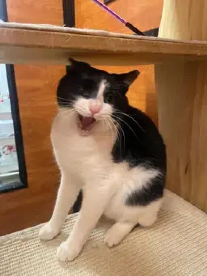 Enlarge Oreo, a Adoptable Domestic Short Hair in North Babylon, NY image 2/6