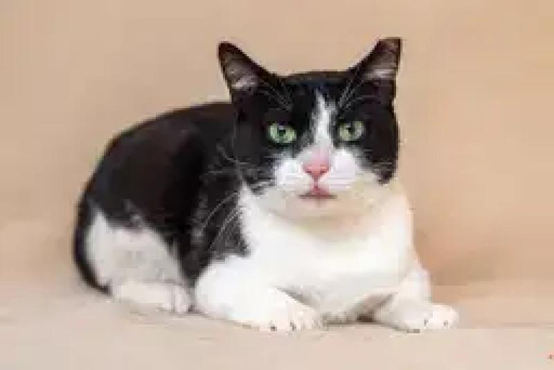 Enlarge Oreo, a Adoptable Domestic Short Hair in North Babylon, NY image 3/6