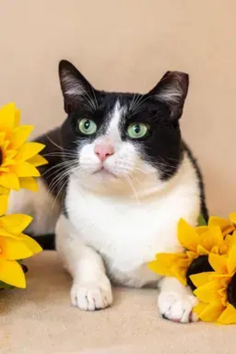 Enlarge Oreo, a Adoptable Domestic Short Hair in North Babylon, NY image 4/6