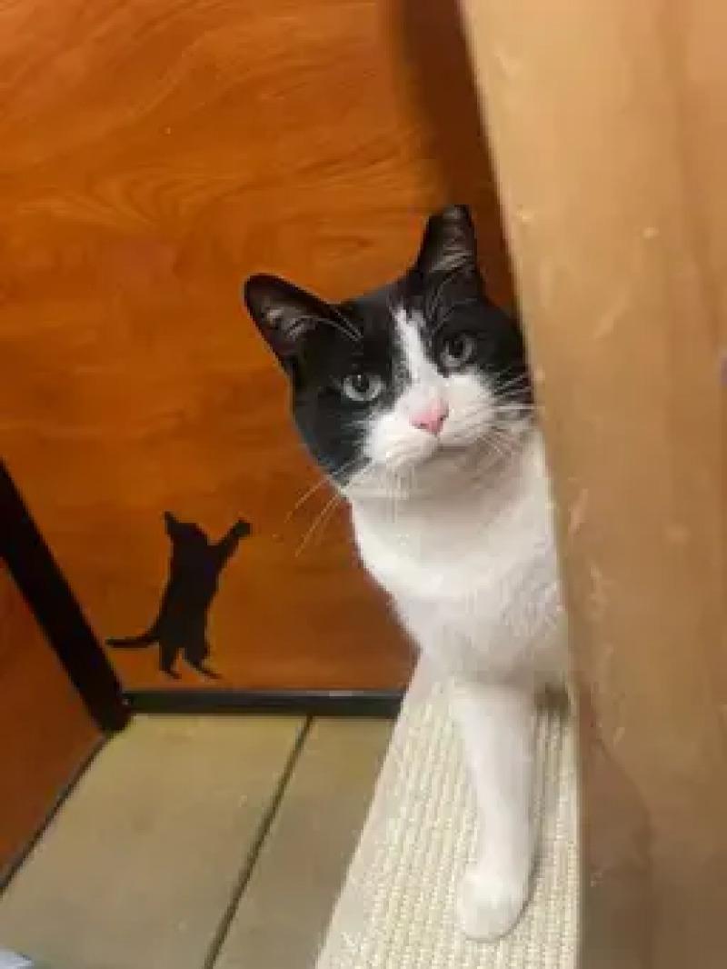 Enlarge Oreo, a Adoptable Domestic Short Hair in North Babylon, NY image 5/6