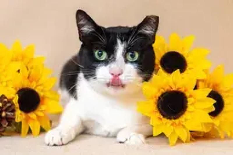 Enlarge Oreo, a Adoptable Domestic Short Hair in North Babylon, NY image 6/6