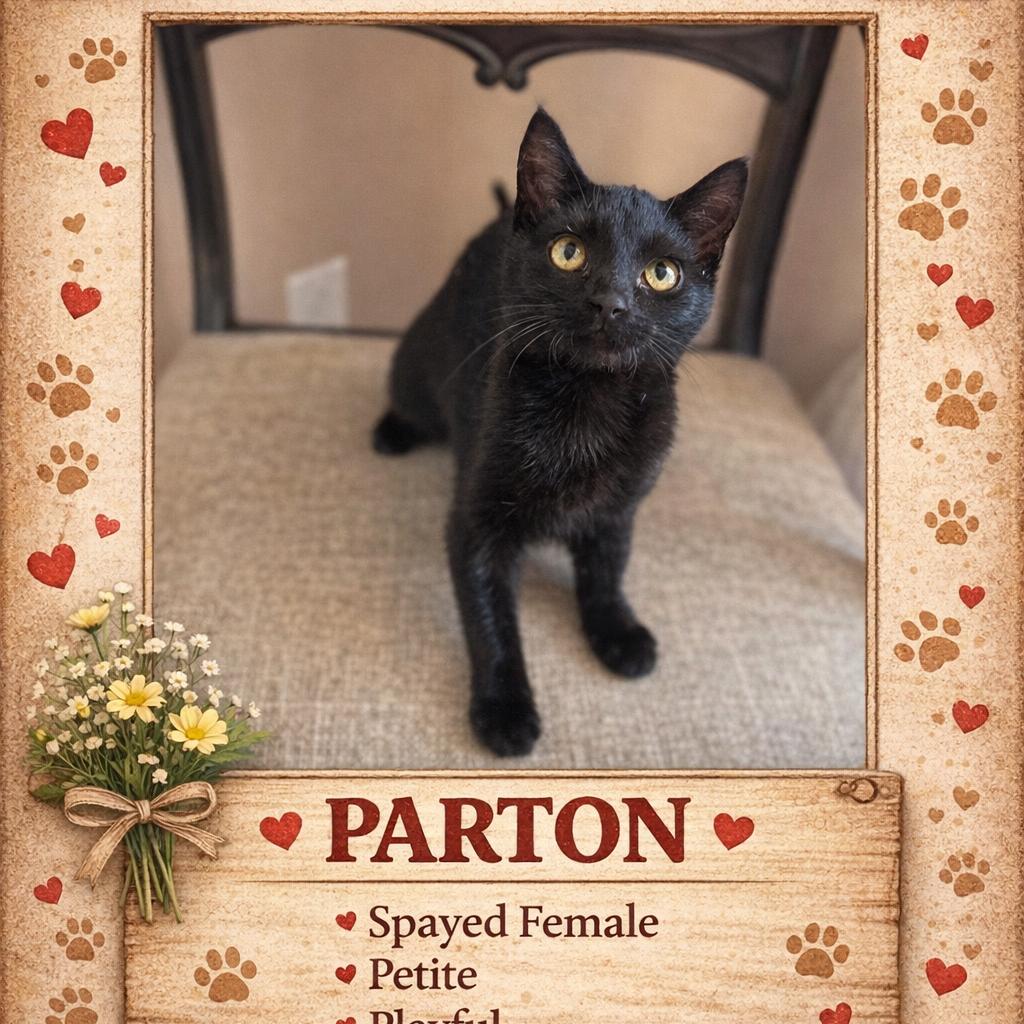 1422 Parton, a Adoptable Domestic Short Hair in Abbeville, SC image 1/2