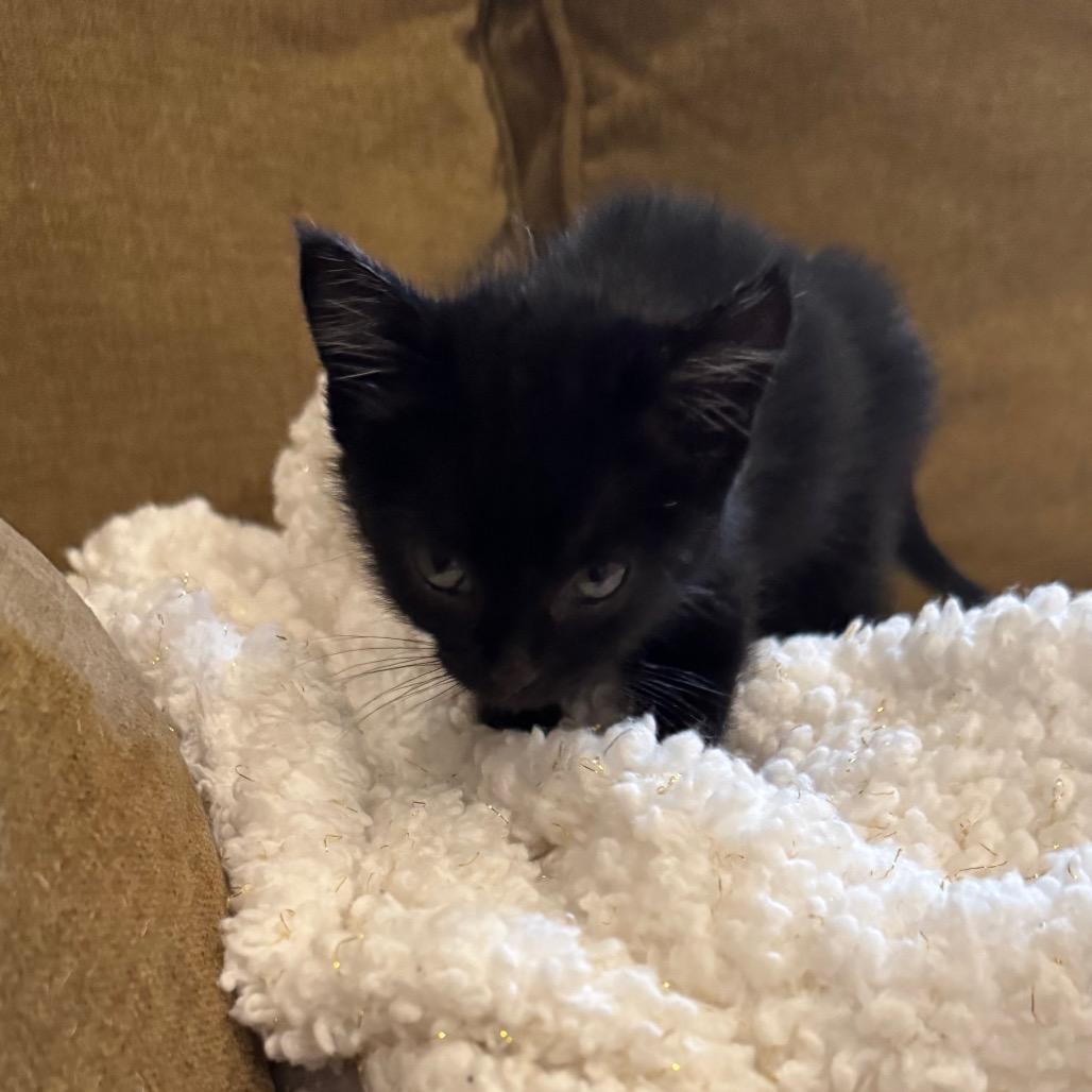 Enlarge 1422 Parton, a Adoptable Domestic Short Hair in Abbeville, SC image 1/1