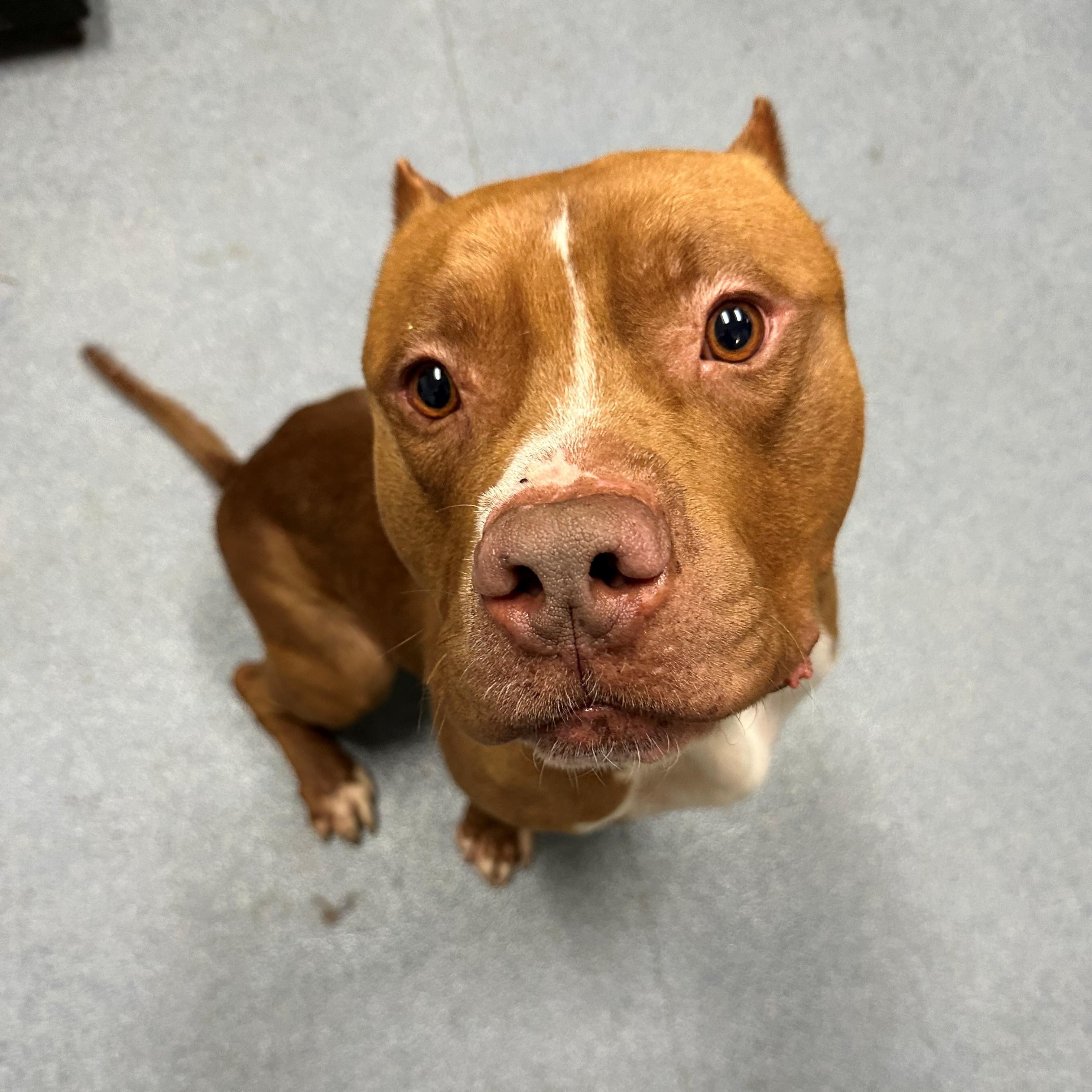 Enlarge Ham, a ADOPTABLE mixed breed in Suffolk, VA image 1/3