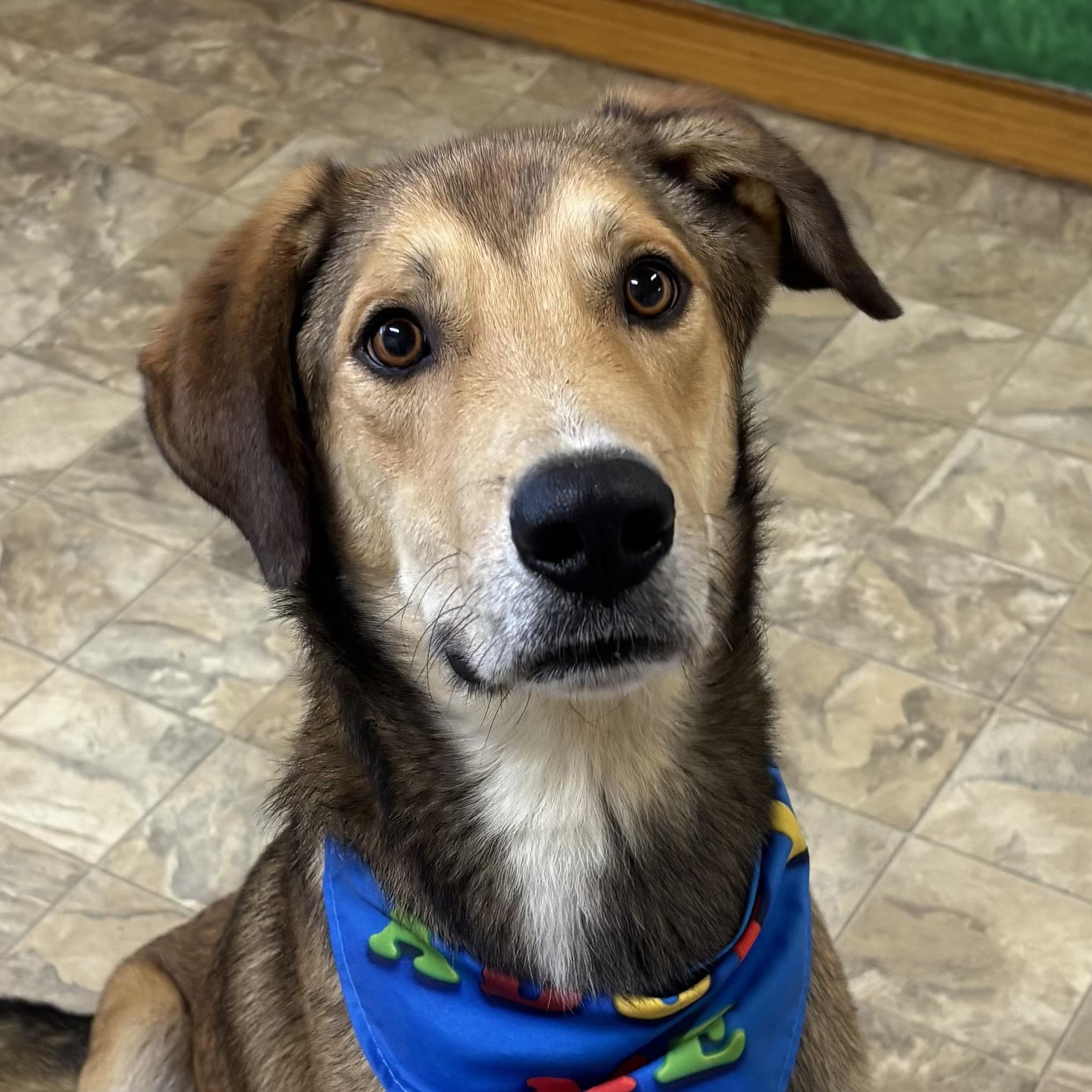 Puma, adopted, Adult Male Shepherd.