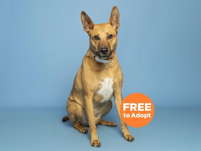 Enlarge DRACO, a Adoptable Carolina Dog in Phoenix, AZ image 1/1