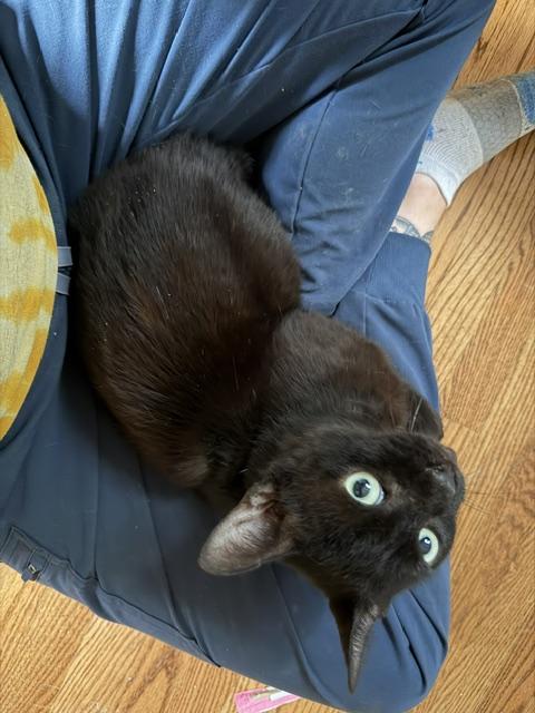 Enlarge Trooper, a ADOPTABLE Oriental Short Hair in Philadelphia, PA image 3/6